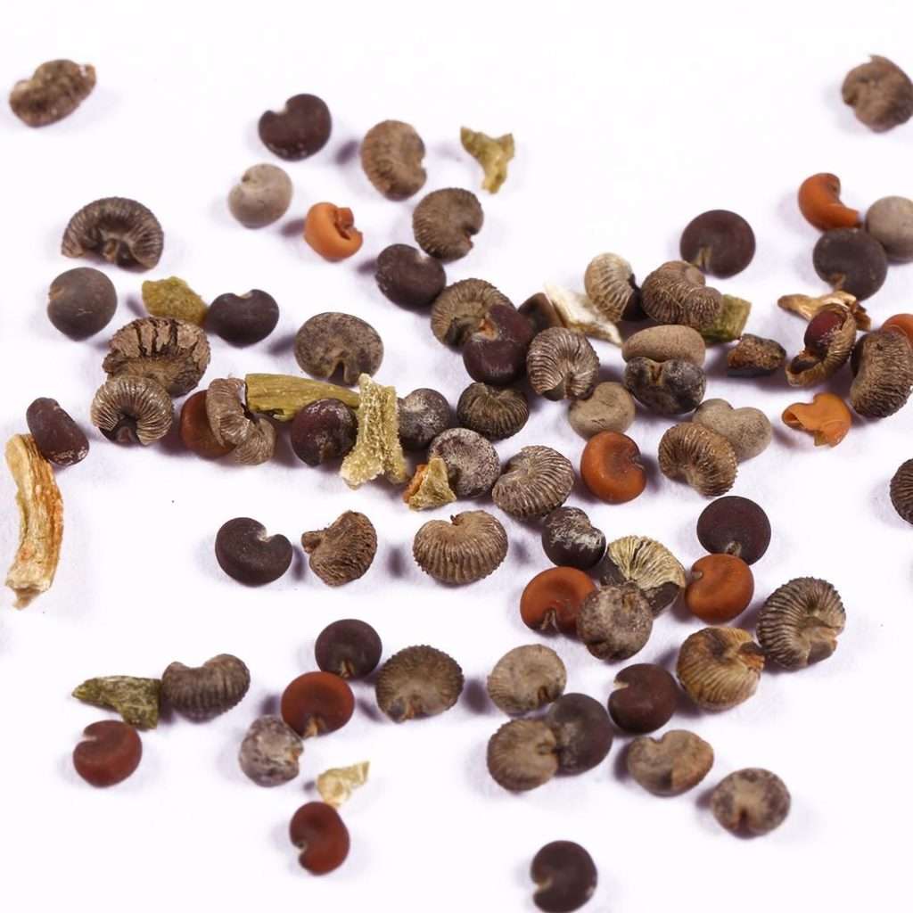 Как выглядят семена герани из китая
