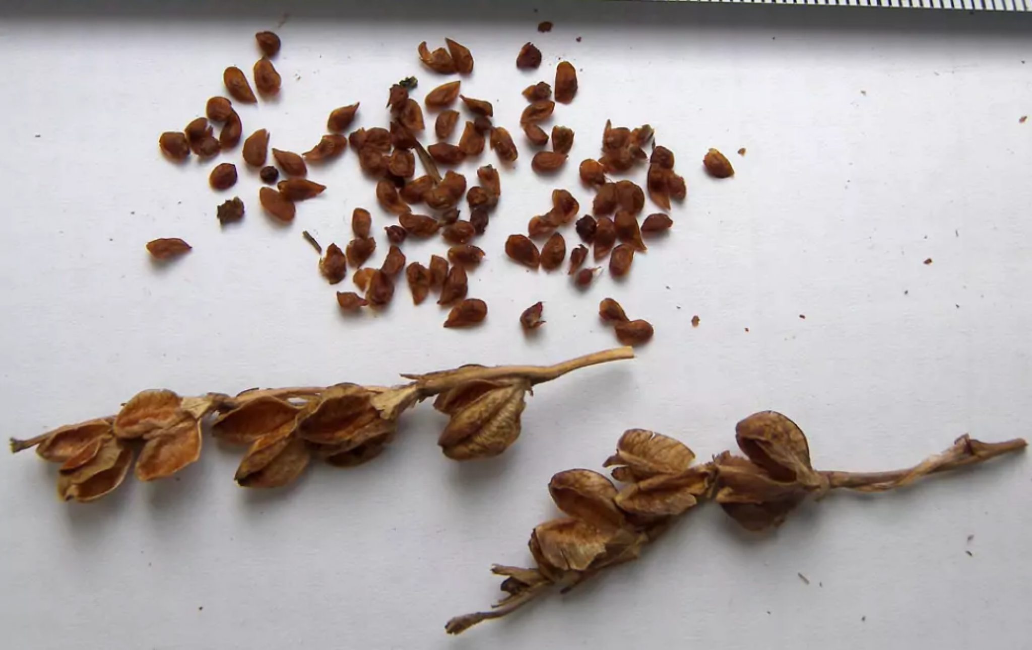 Почему появились семена. Семена фрезии. Гладиолус семена. Как выглядят семена гладиолусов. Семенная коробочка у гладиолуса.