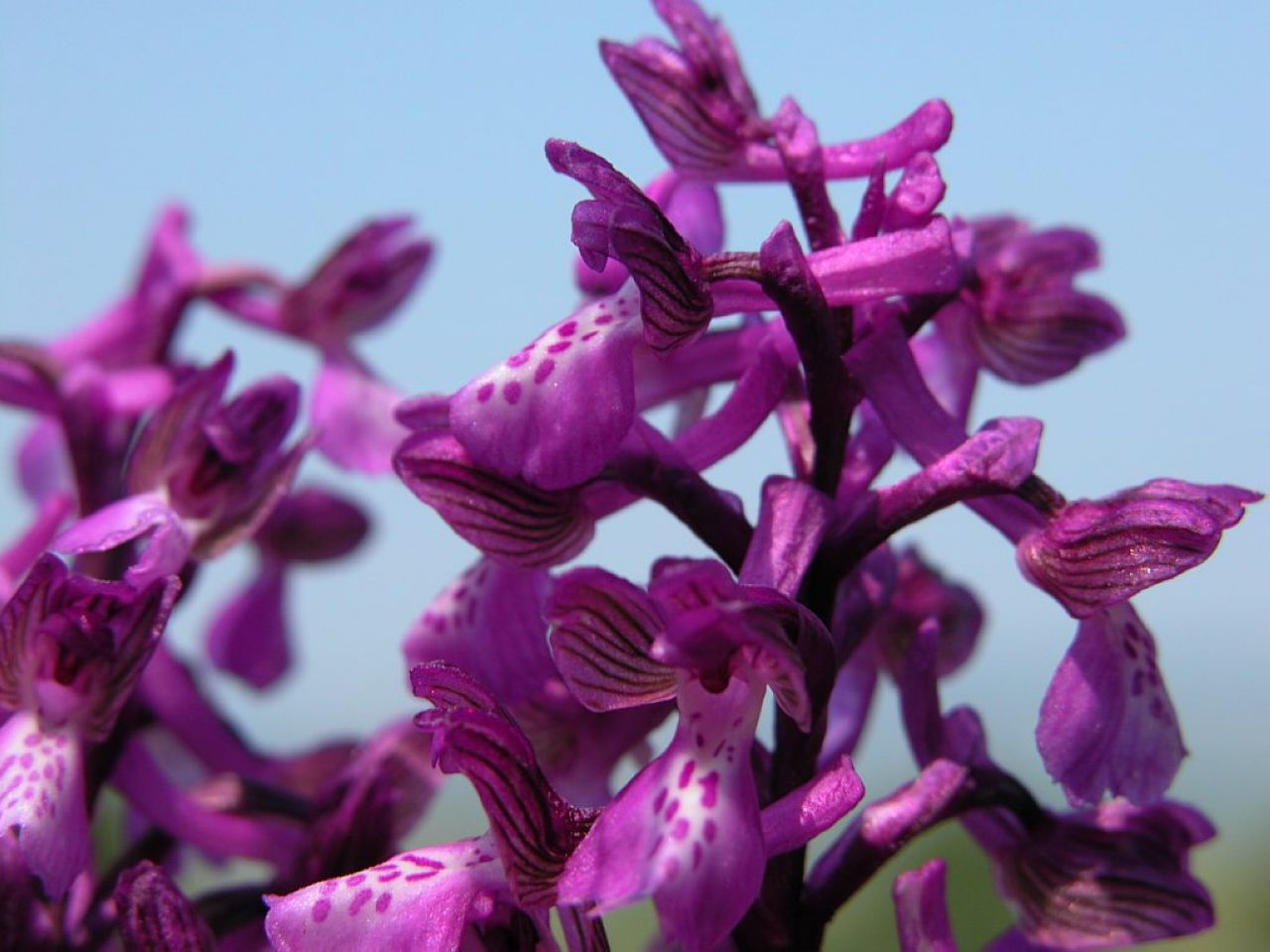 Орхидея ятрышник Дремлик
