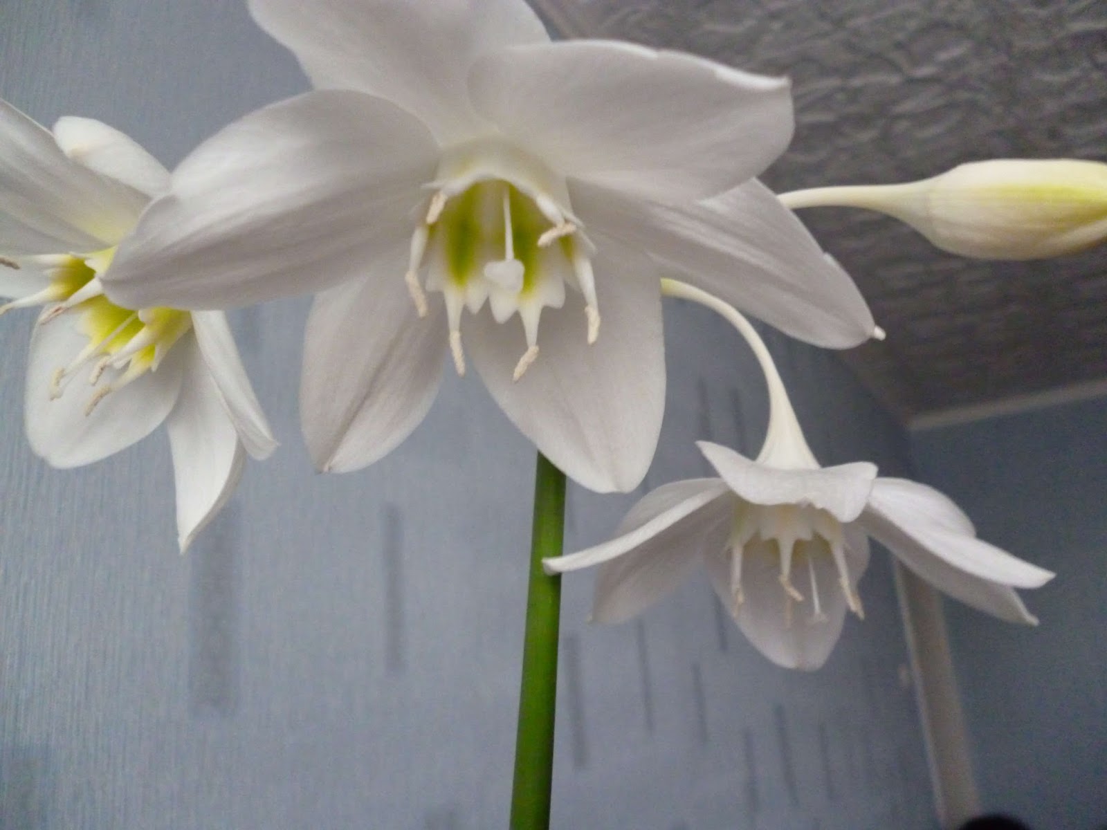 Белый цветок домашний название. Эухарис амазонский. Эухарис (Eucharis). Комнатный цветок Лилия Амазонская. Нарцисс - эухарис,.