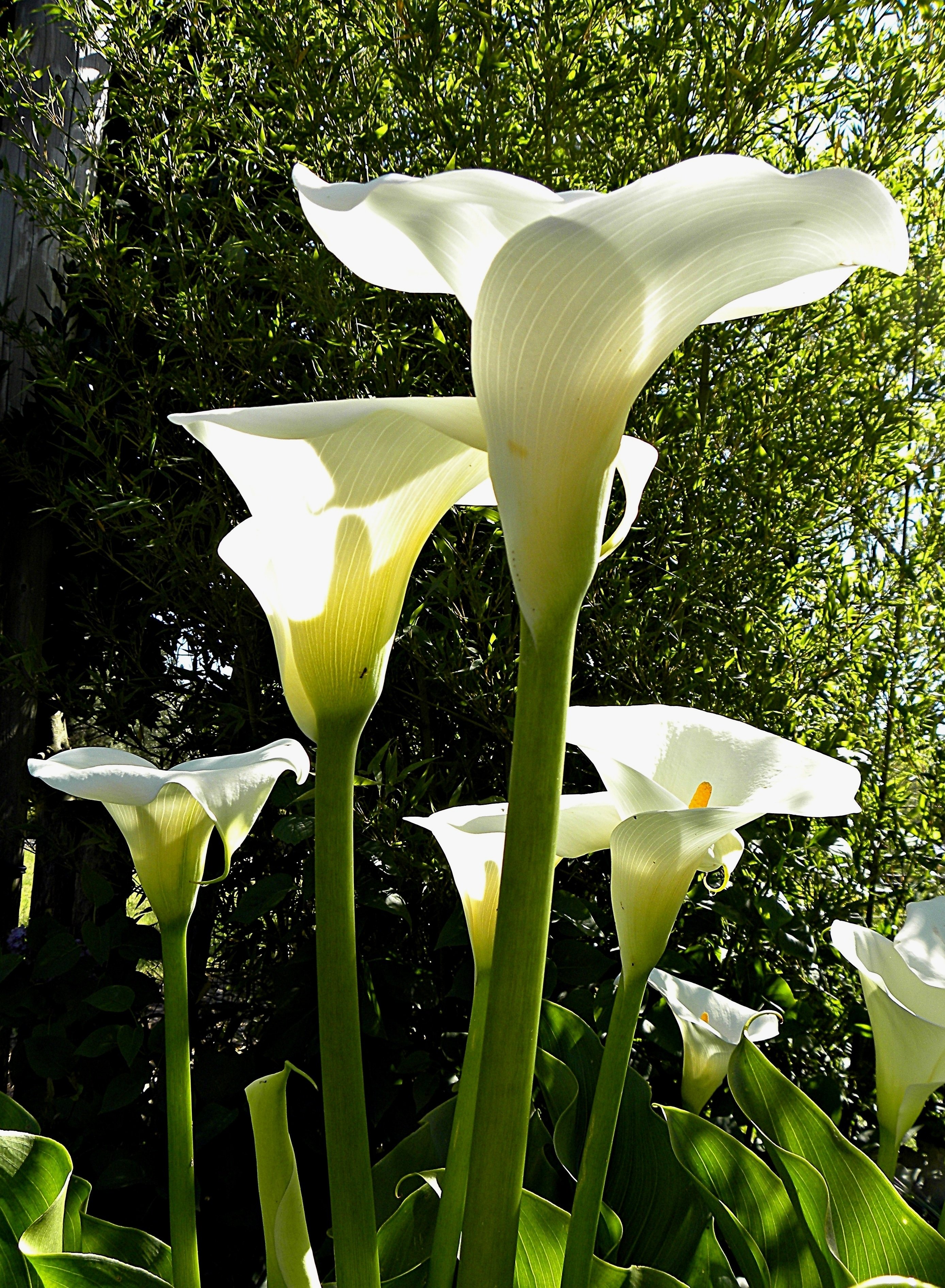 Коала цветок фото садовый