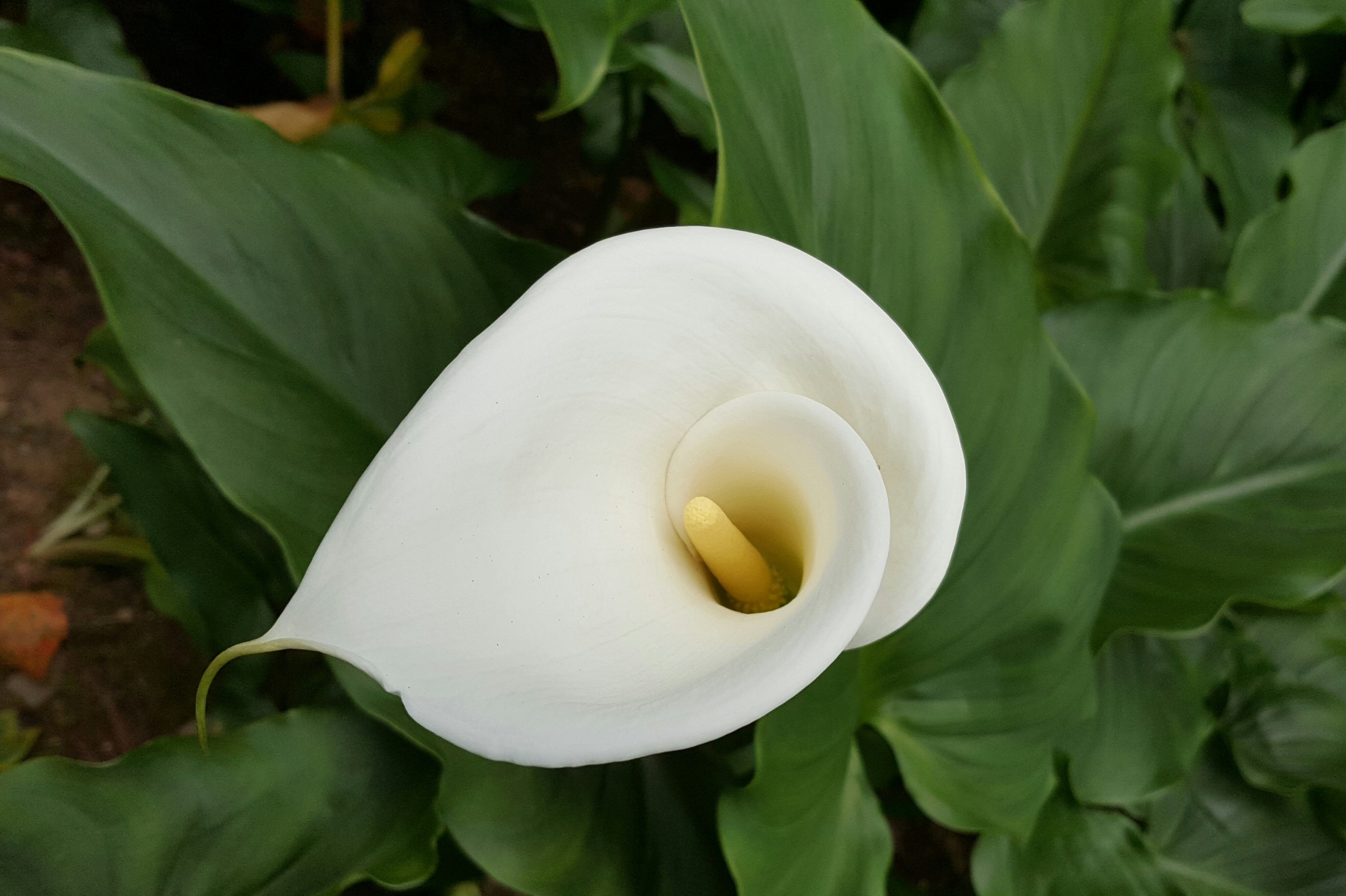 Коала Белая Цветы