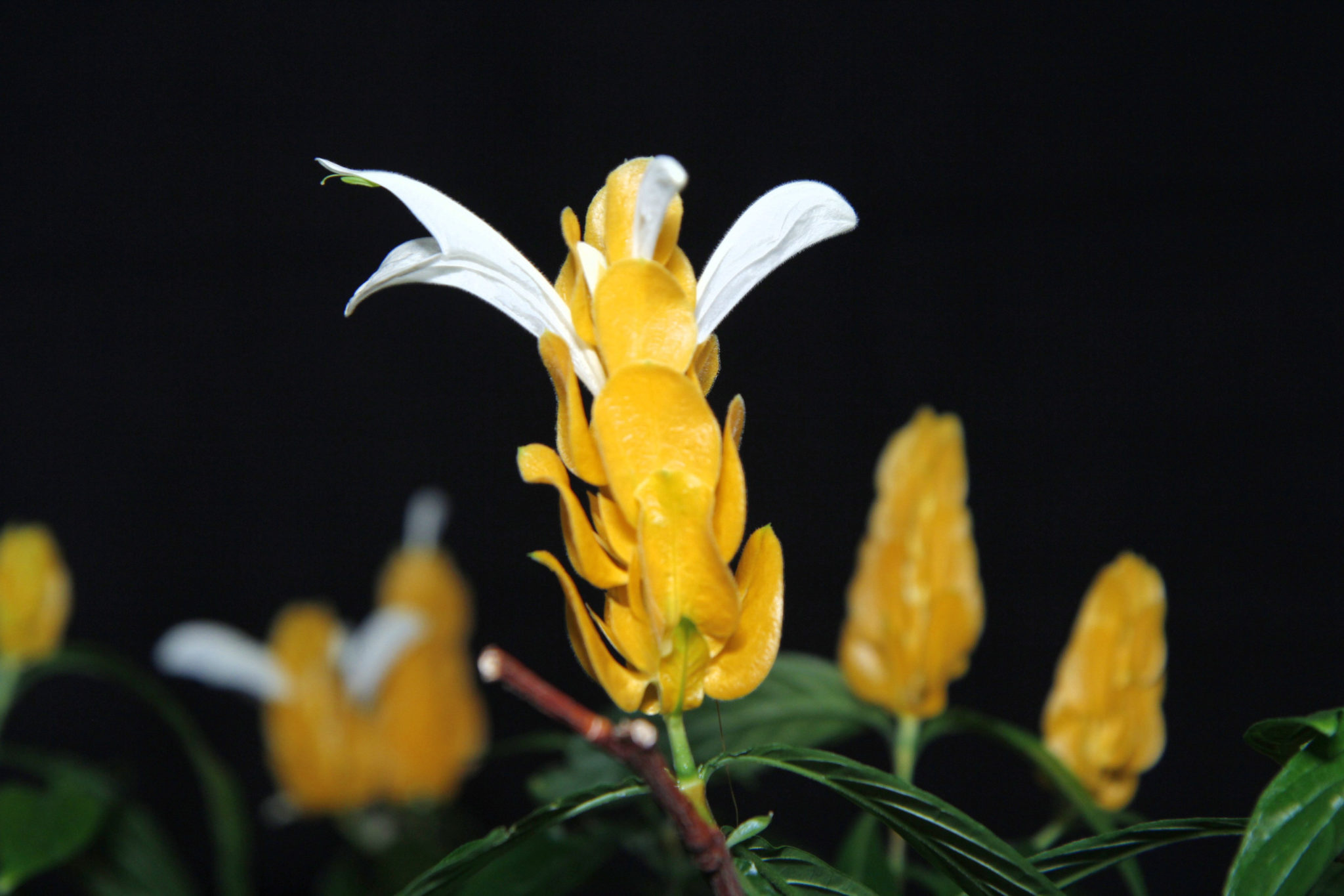 Цветок С Желтыми Цветами Комнатный Пахистахис