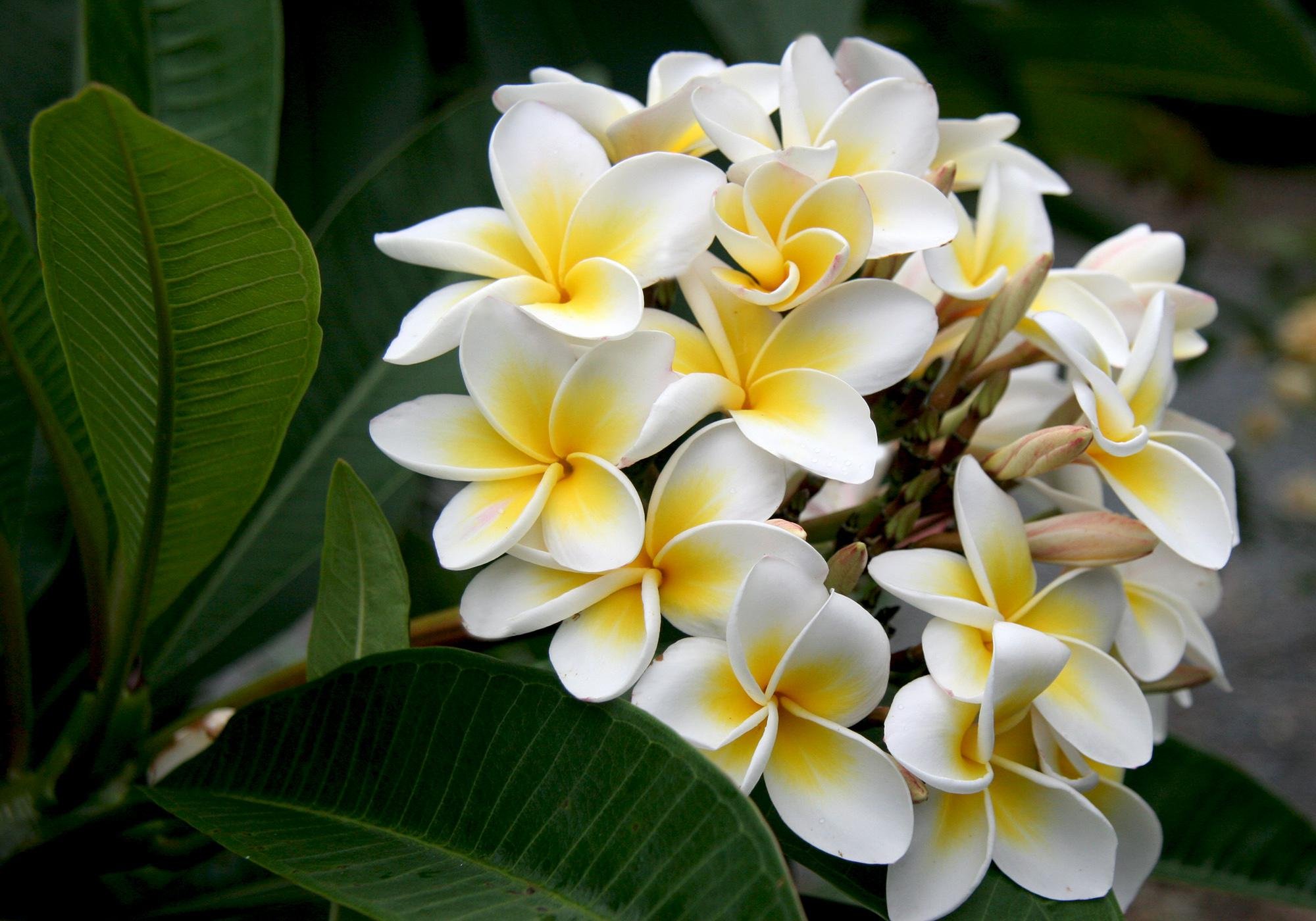 Цветы с названиями тайланда фото с названиями