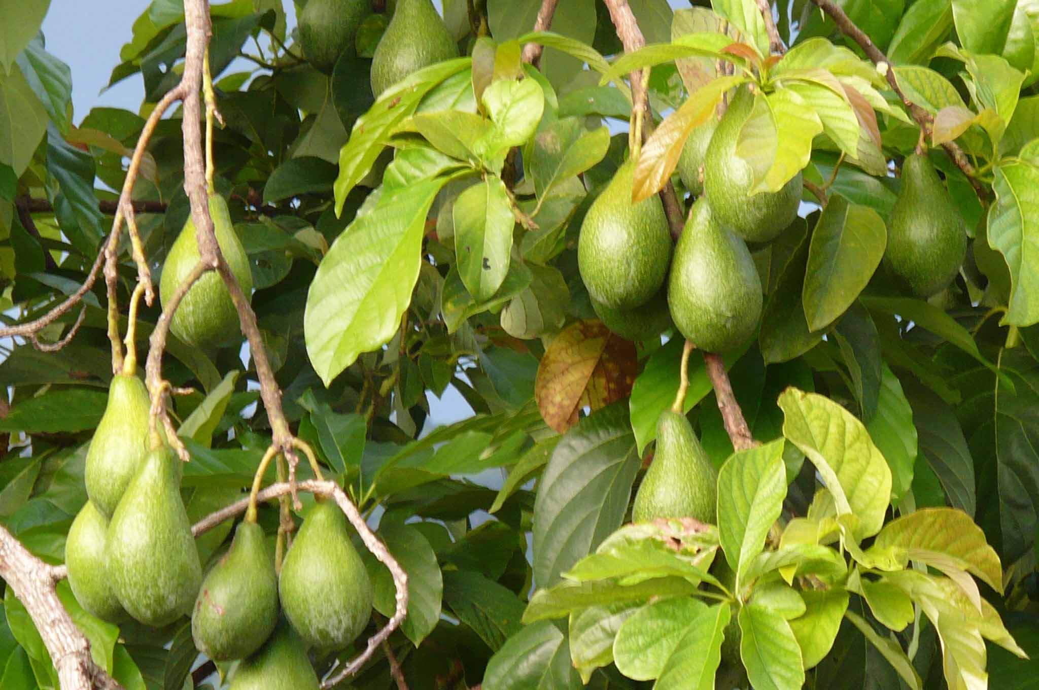 Какое вырастает авокадо. Персея американская авокадо. Авокадо дерево. Persea Americana (авокадо,. Авокадо куст дерево.