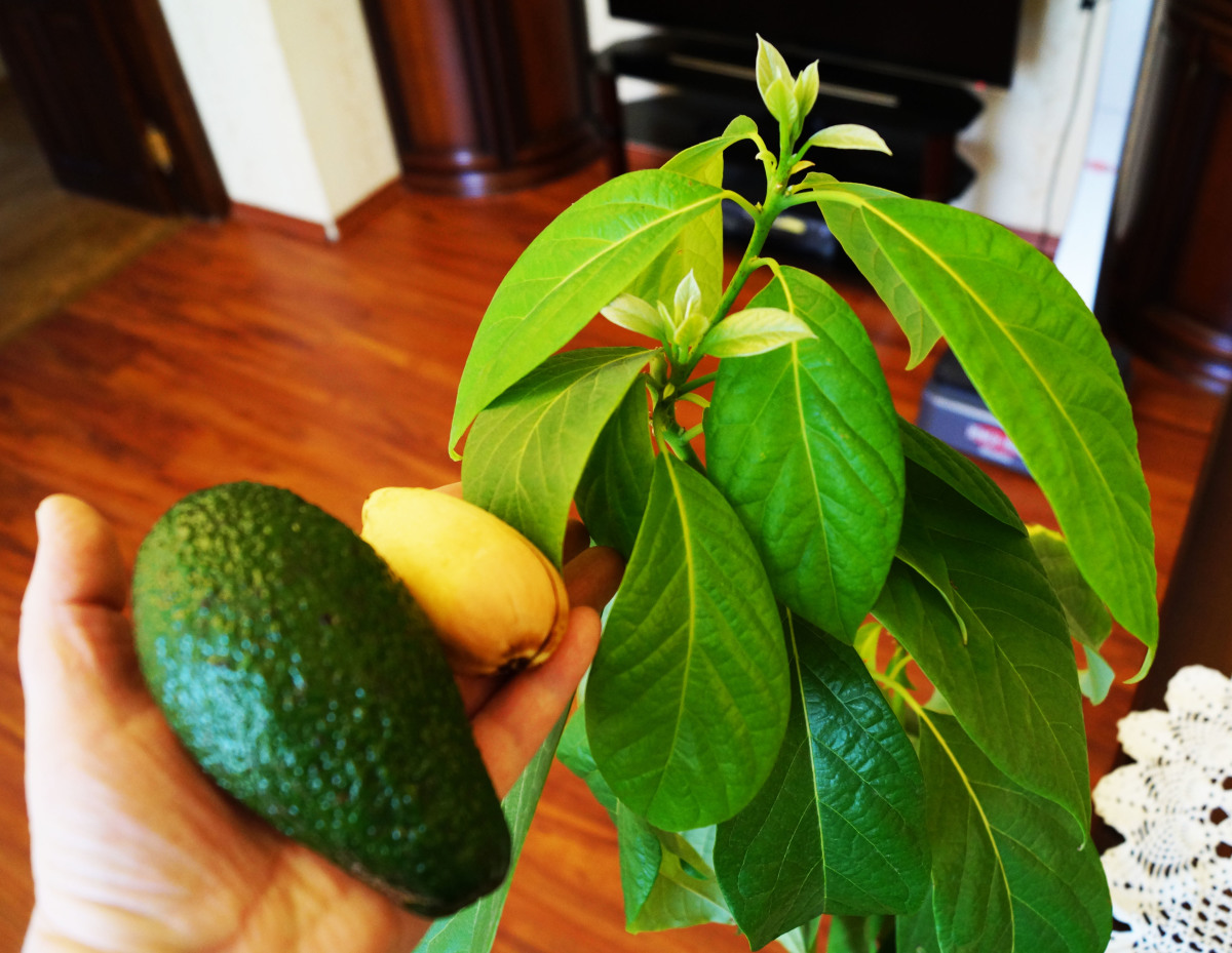 Какое вырастает авокадо. Авокадо дерево. Авокадо плодоносит. Авокадо растение с плодами. Авокадо растение дерево.