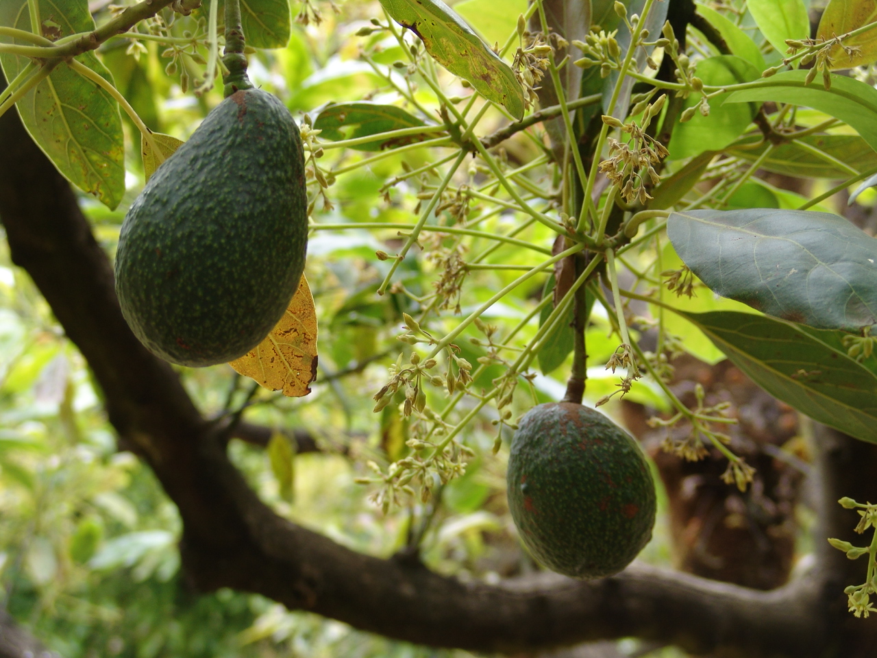Как выглядит дерево авокадо фото