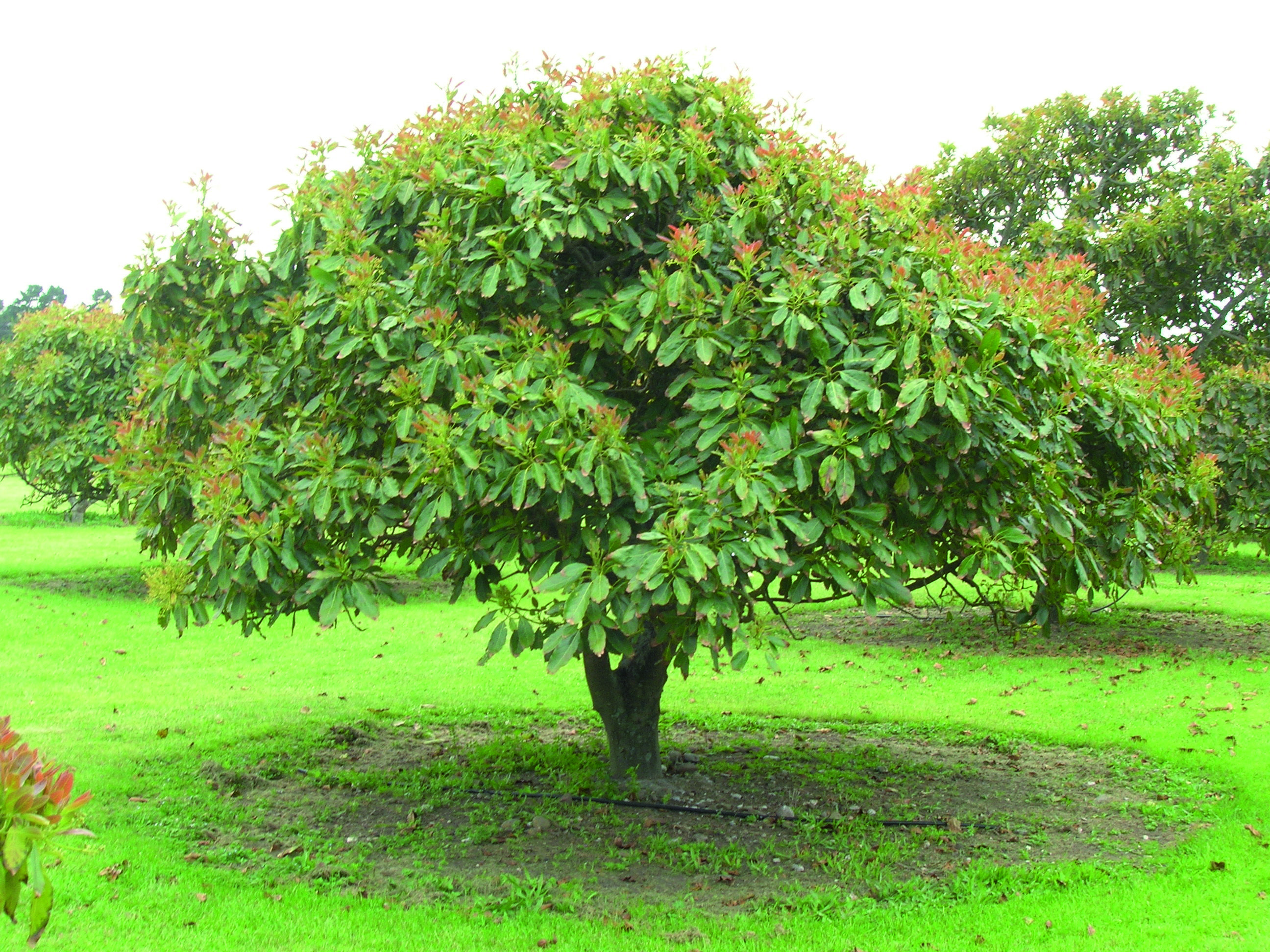 Авокадо это дерево или кустарник фото