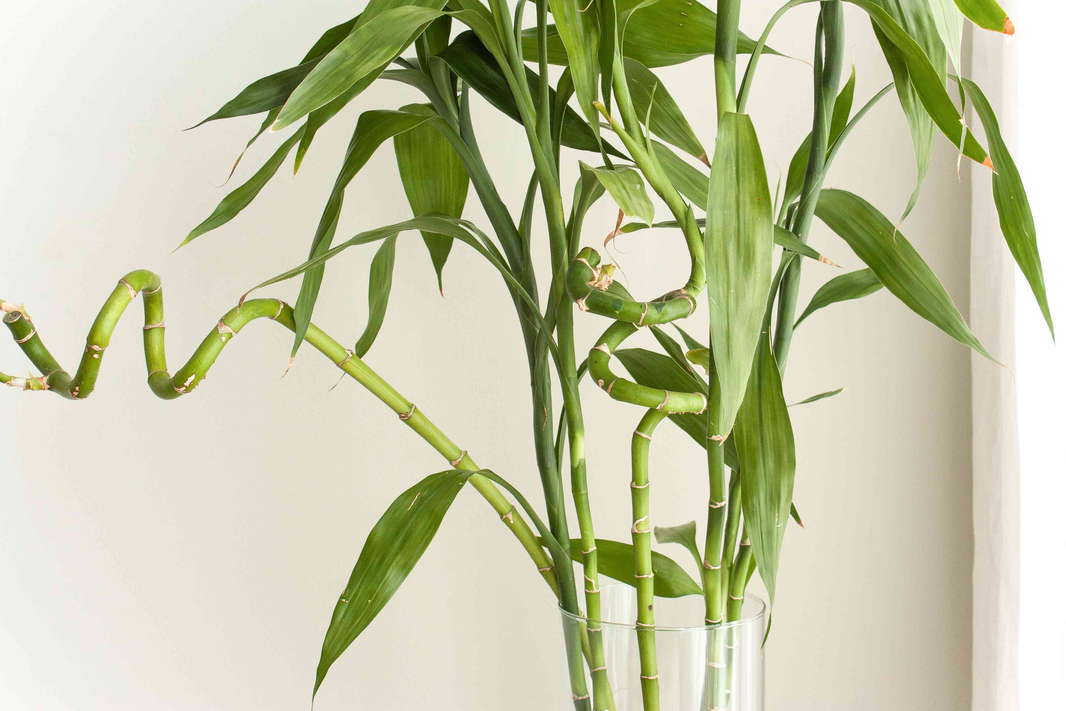 Цветы бамбука в интерьере фото