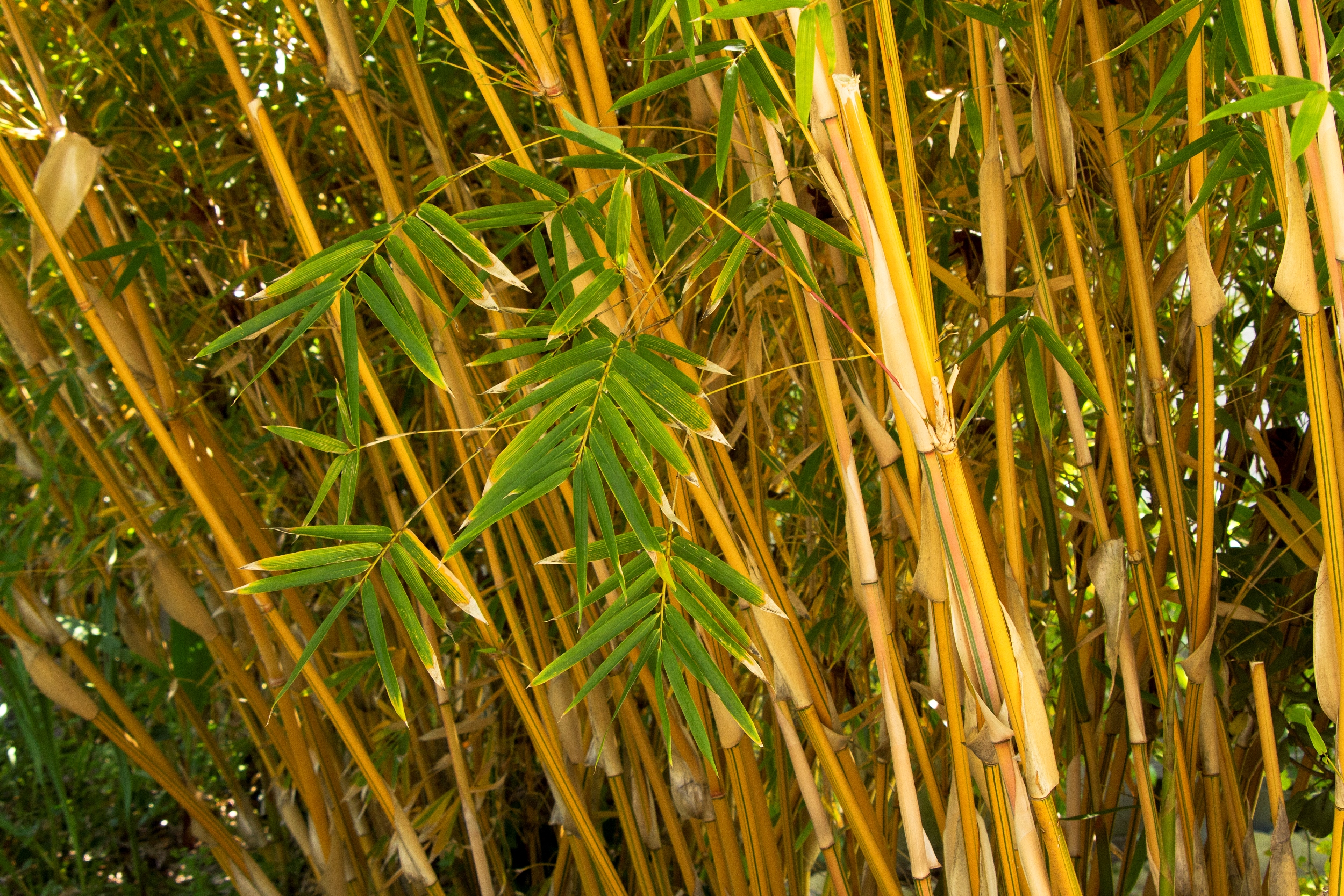 Бамбук золотой листоколосник лама Темпл