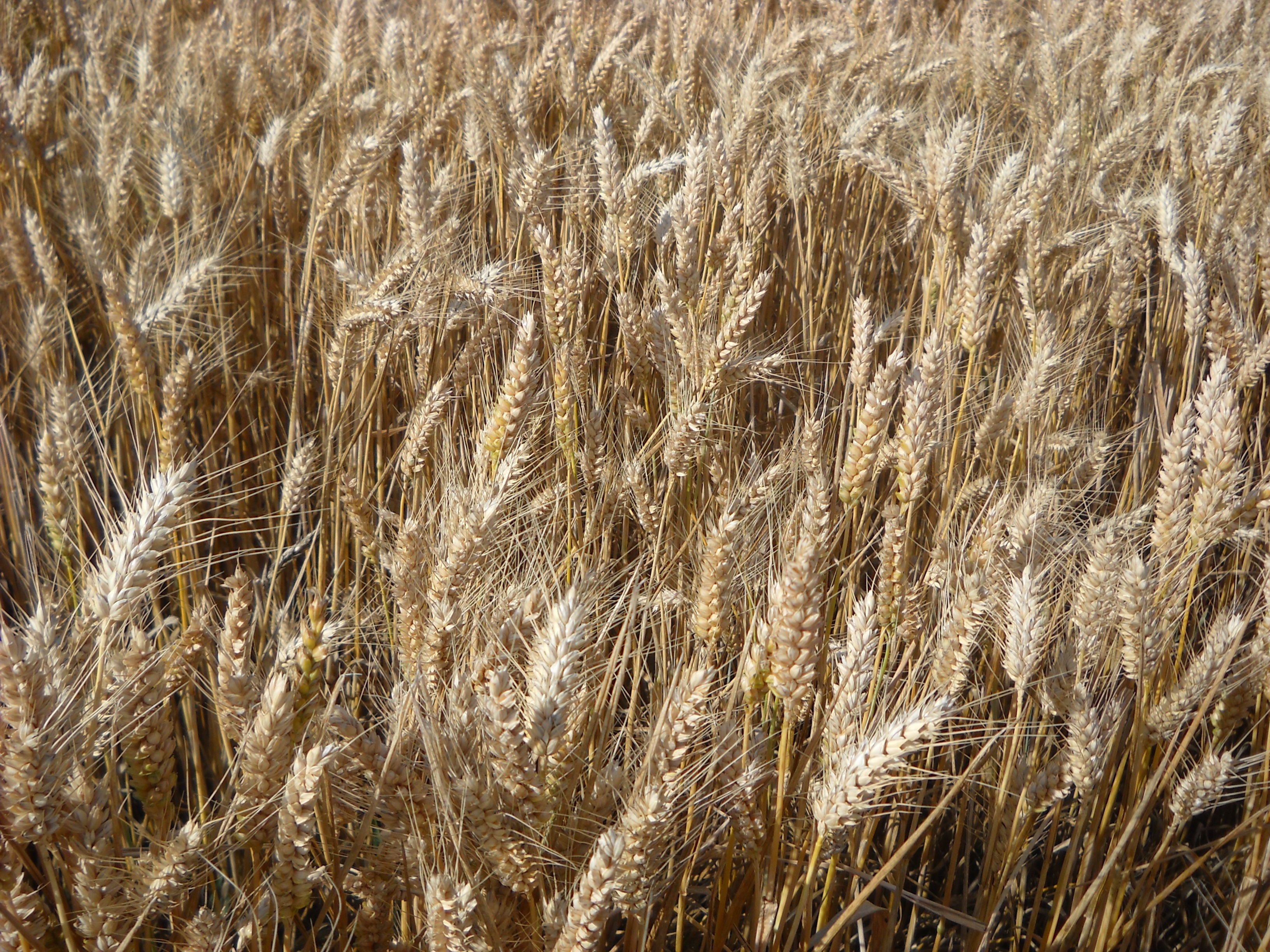 Жито жить. Пшеница рожь тритикале. Рожь агрокультура. Злаковые поля Калмыкии. Ковыль пшеничный.