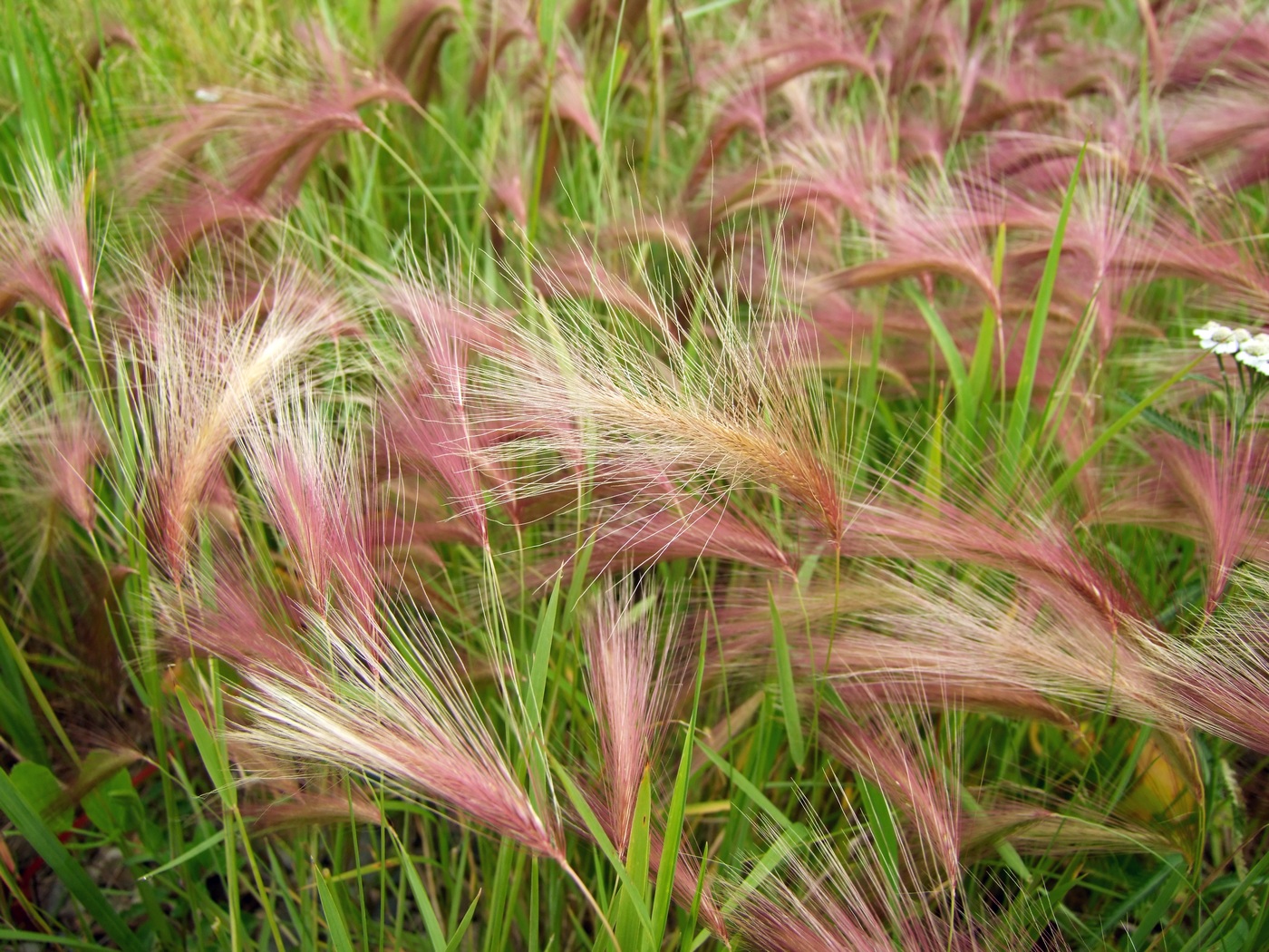 Трава ковыль фото и описание