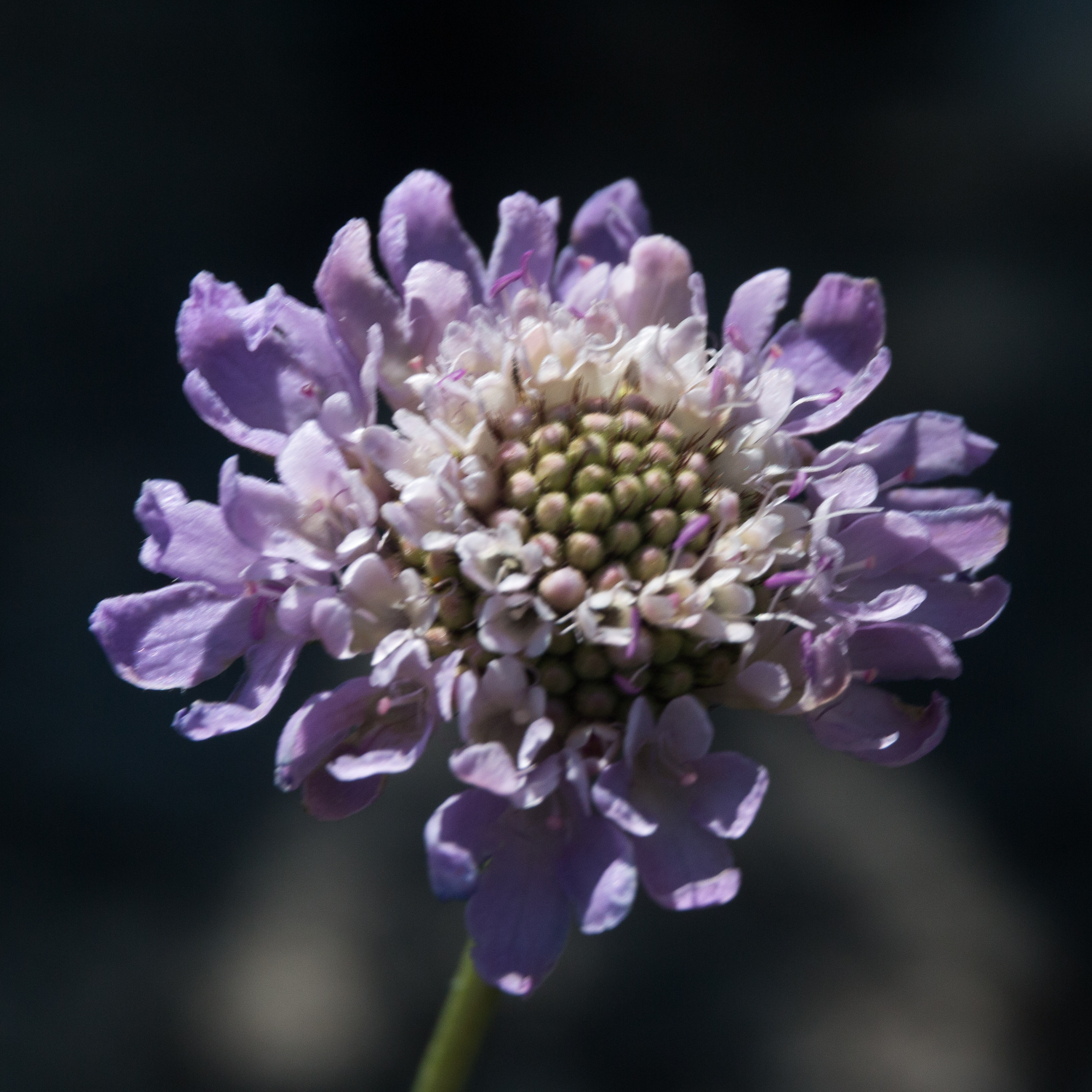 Скабиоза цветок фото посадка и уход