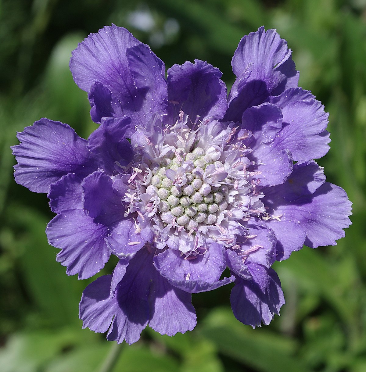 Цветок скабиоза Кавказская