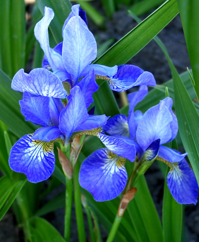 Ирис Сибирский (Iris sibirica `Blue King`)