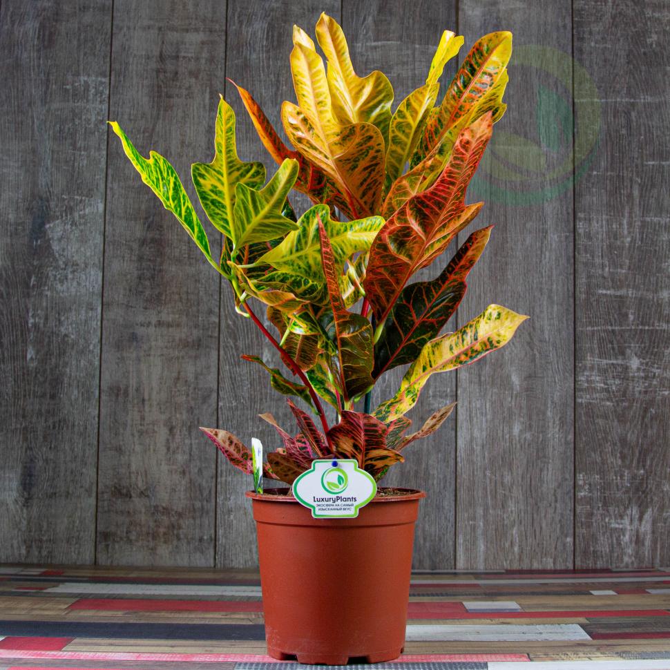 Цветок кодиеум фото взрослого растения