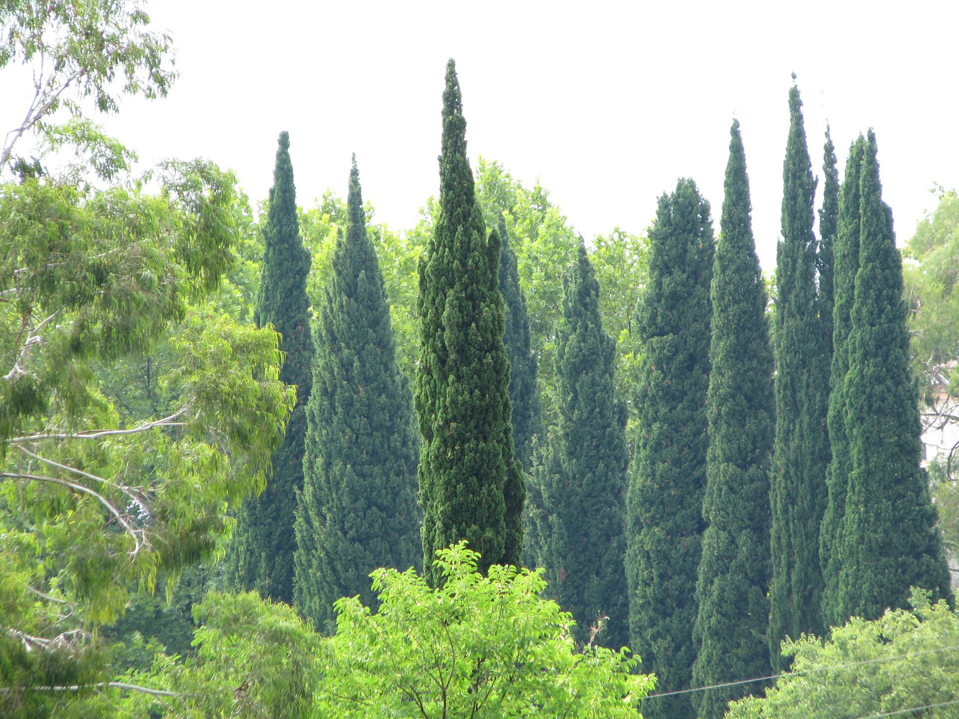 Тоскана Италия Кипарис вечнозеленый