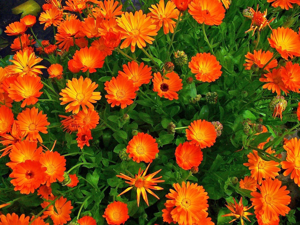 Оранжевые цветы для клумбы фото