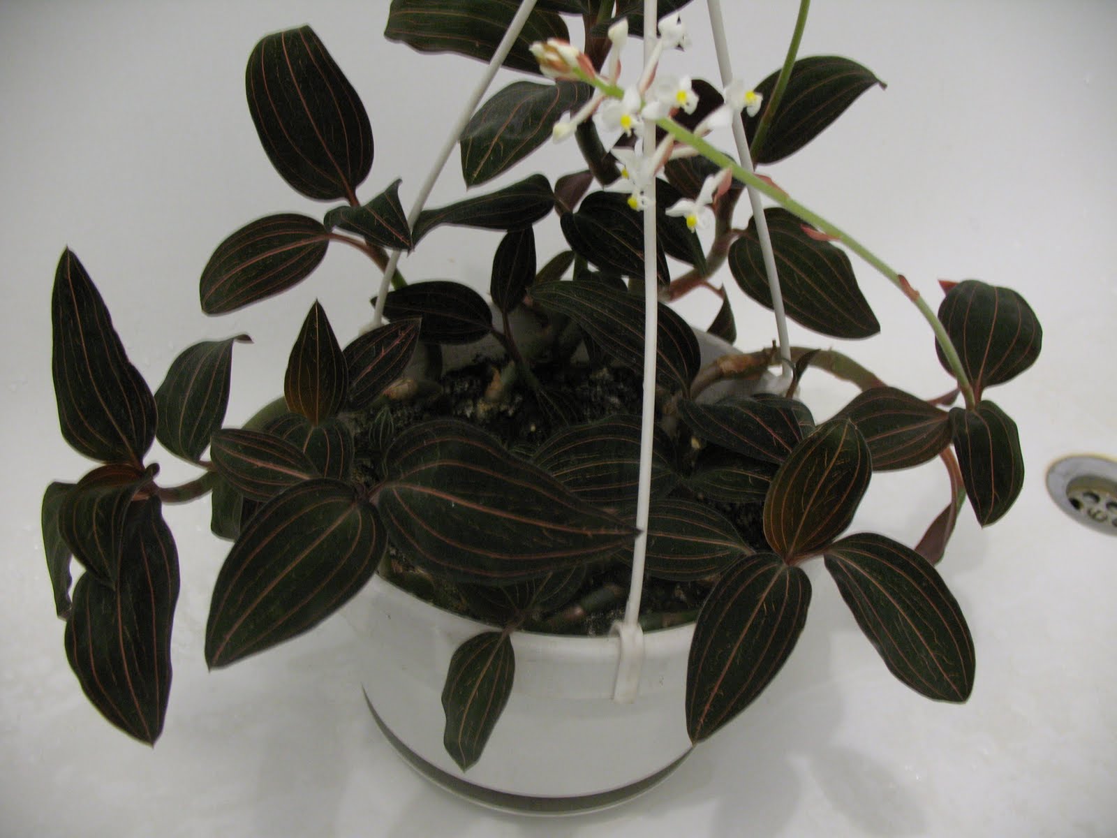 Орхидея Лудизия зеленая