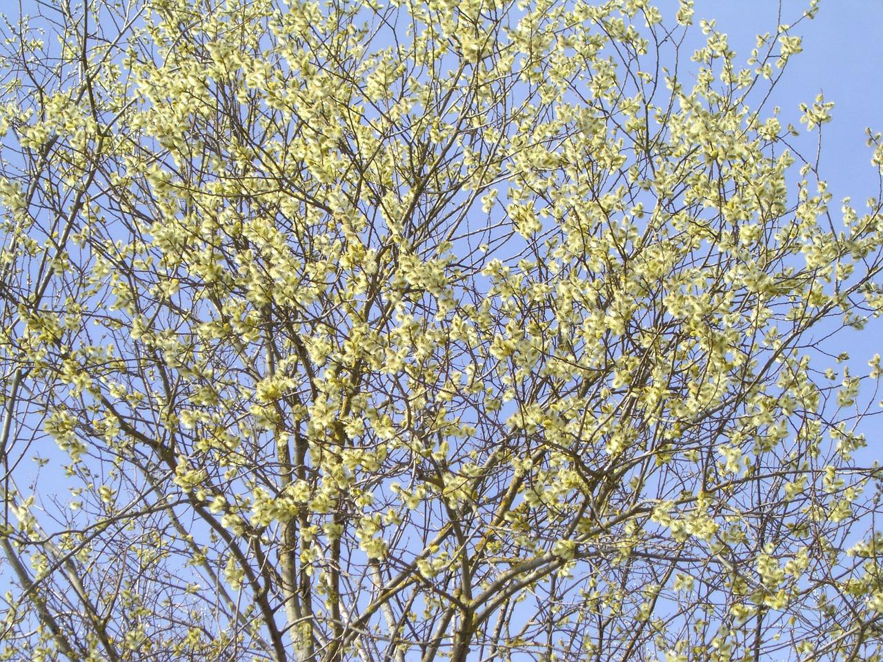 Ива прутовидная весной цветение