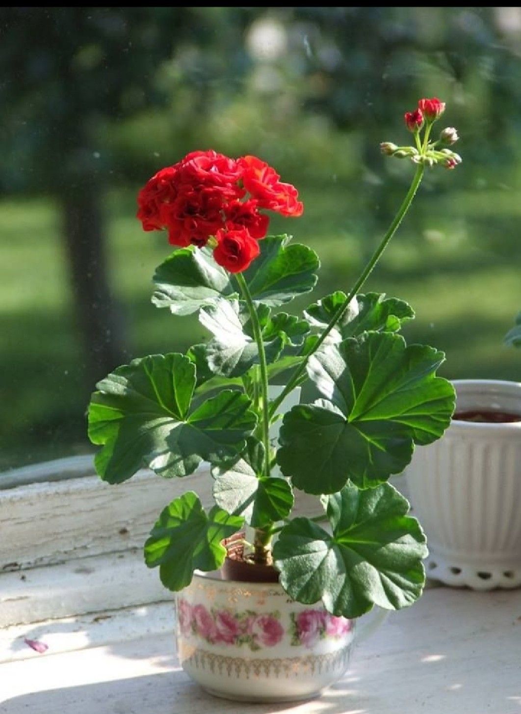 цветок пеларгония фото уход в домашних