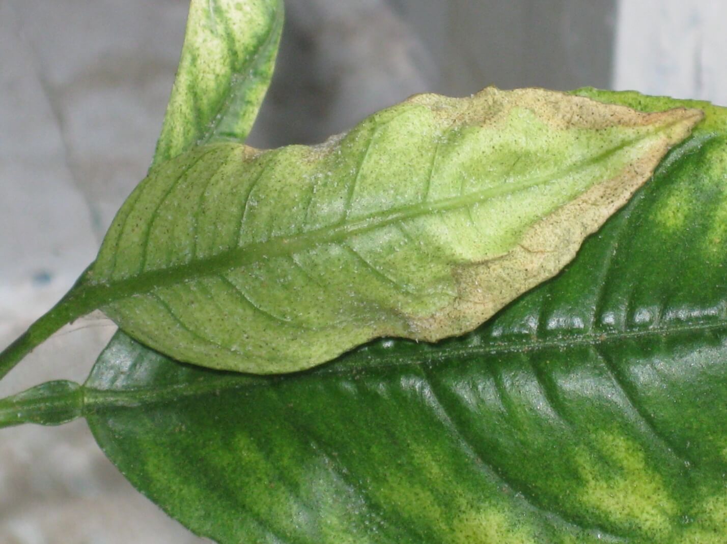 Комнатные растения вредители на листьях фото с названиями