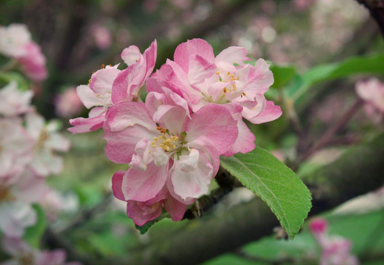 Яблоня Калипсо цветет