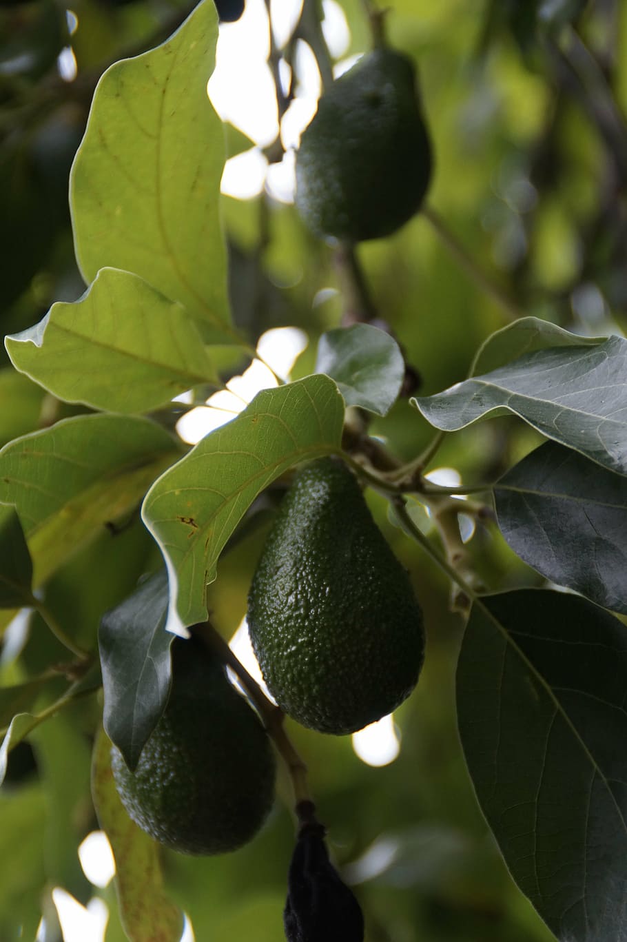 Как выглядит дерево авокадо фото