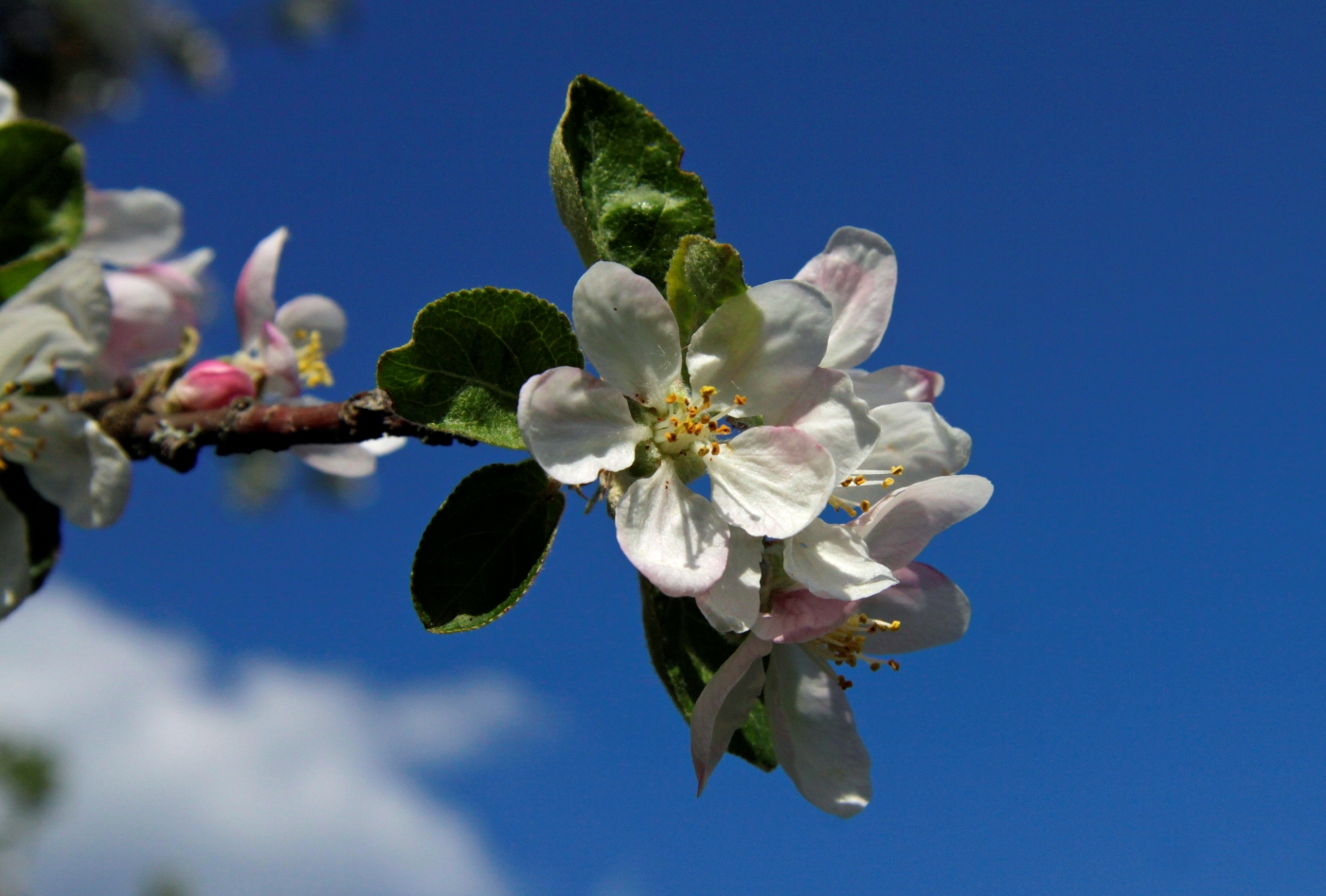 Цветение яблони фото