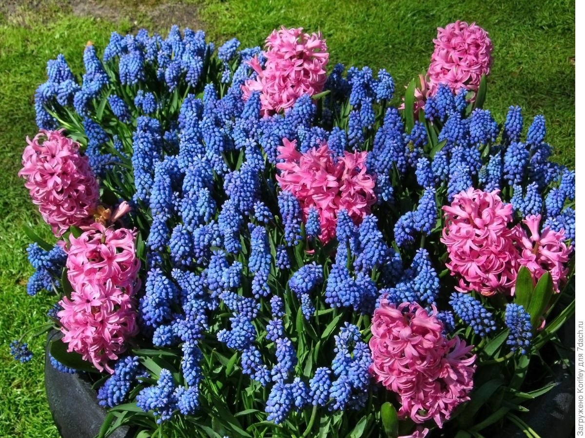 Гиацинты цветы фото как выглядят