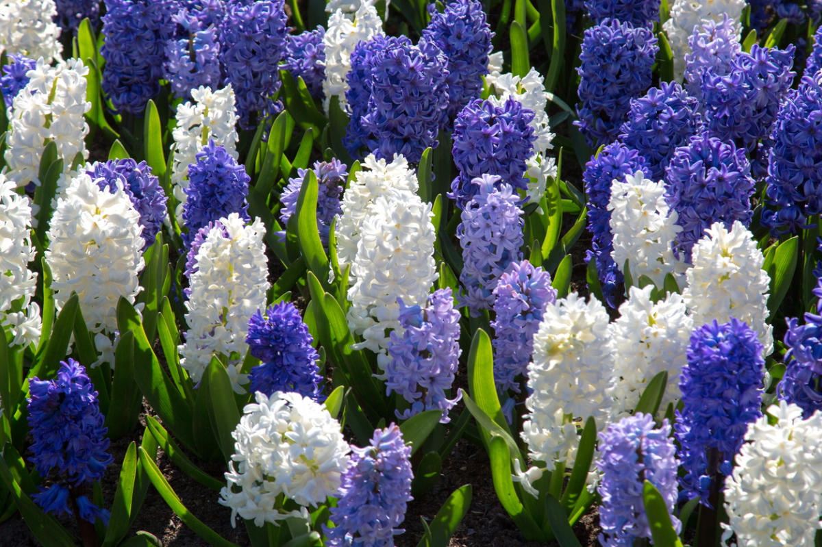 Гиацинты цветы фото как выглядят