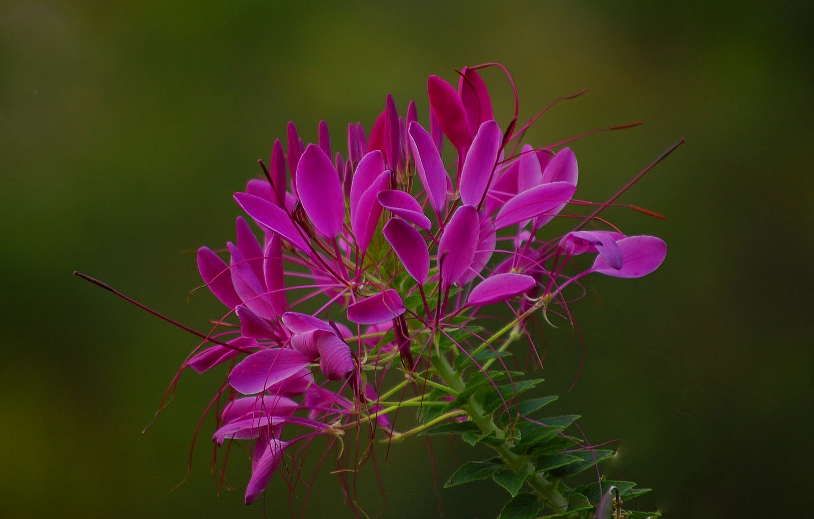 Цветы клеома фото и описание сорта