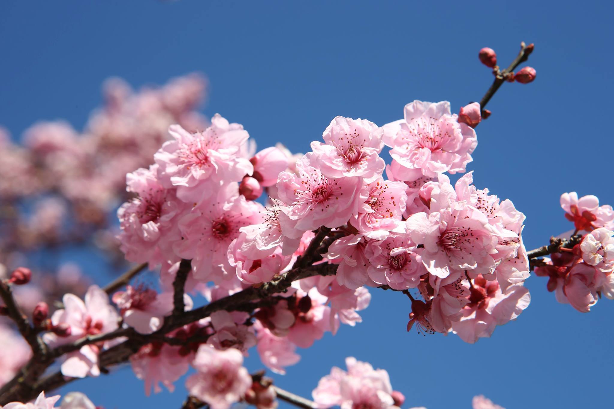 Фотографии цветущей сакуры в хорошем разрешении