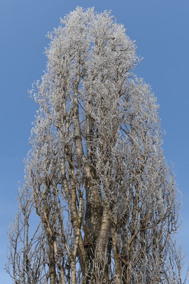 Как выглядит осина дерево фото зимой
