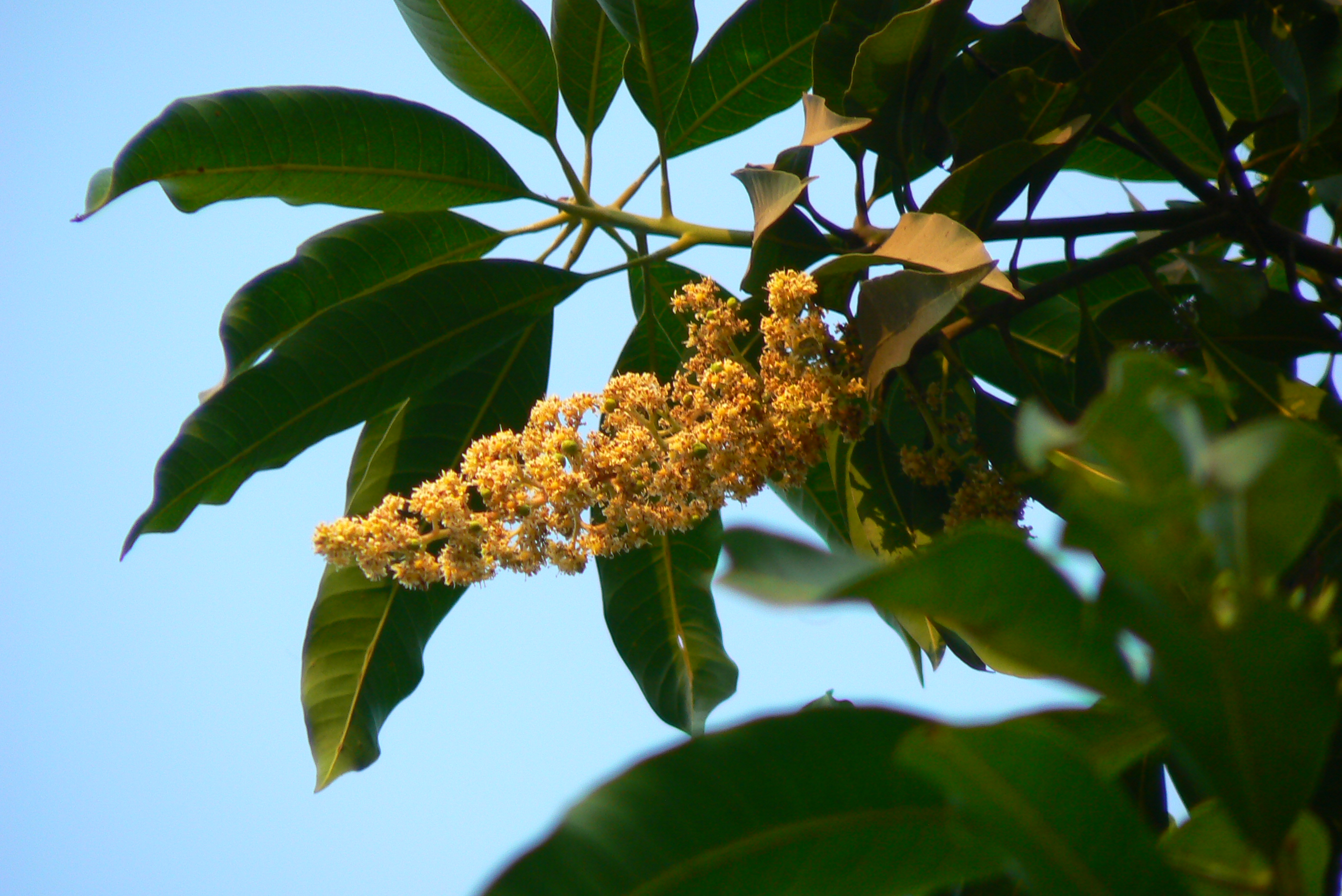 Цветущее дерево манго. Дерево манго с плодами. Манго тайское растение. Дерево манго цветет. Манго дерево цветение.
