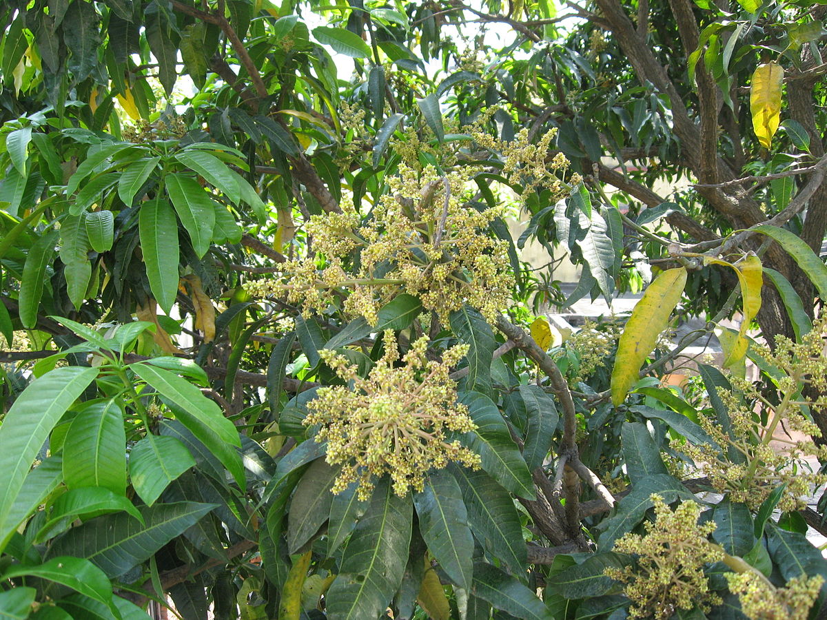 Цветущее дерево манго. Манго дерево цветы. Дерево манго цветет. Манго дерево цветение. Манговое дерево цветет.