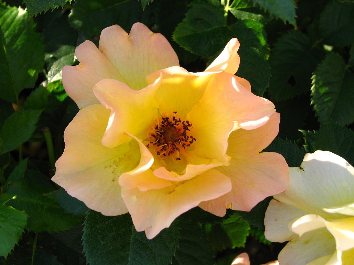 Морден санрайз канадская роза описание фото