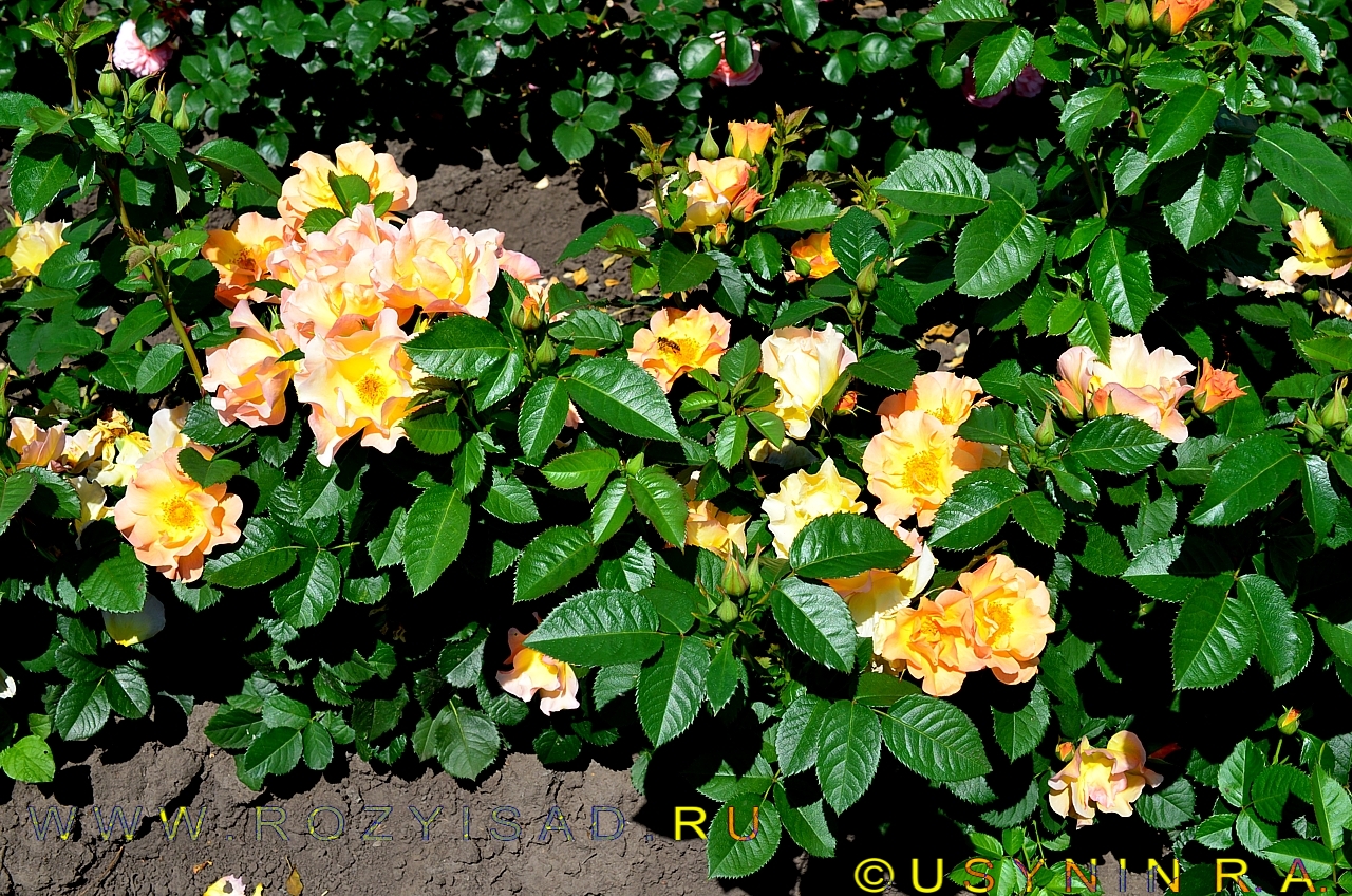Морден Санрайз роза в саду