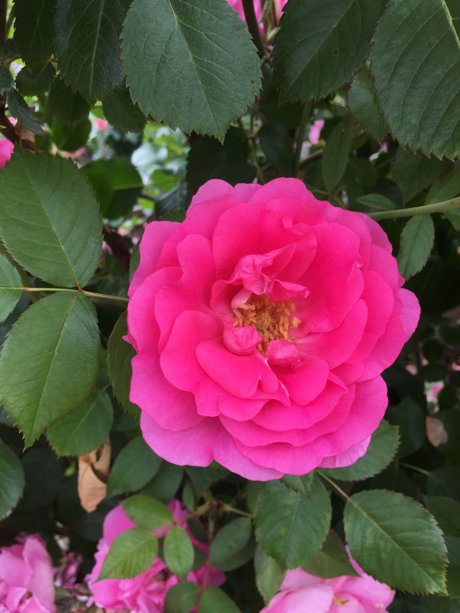 Канадская роза Морден Сентенниал