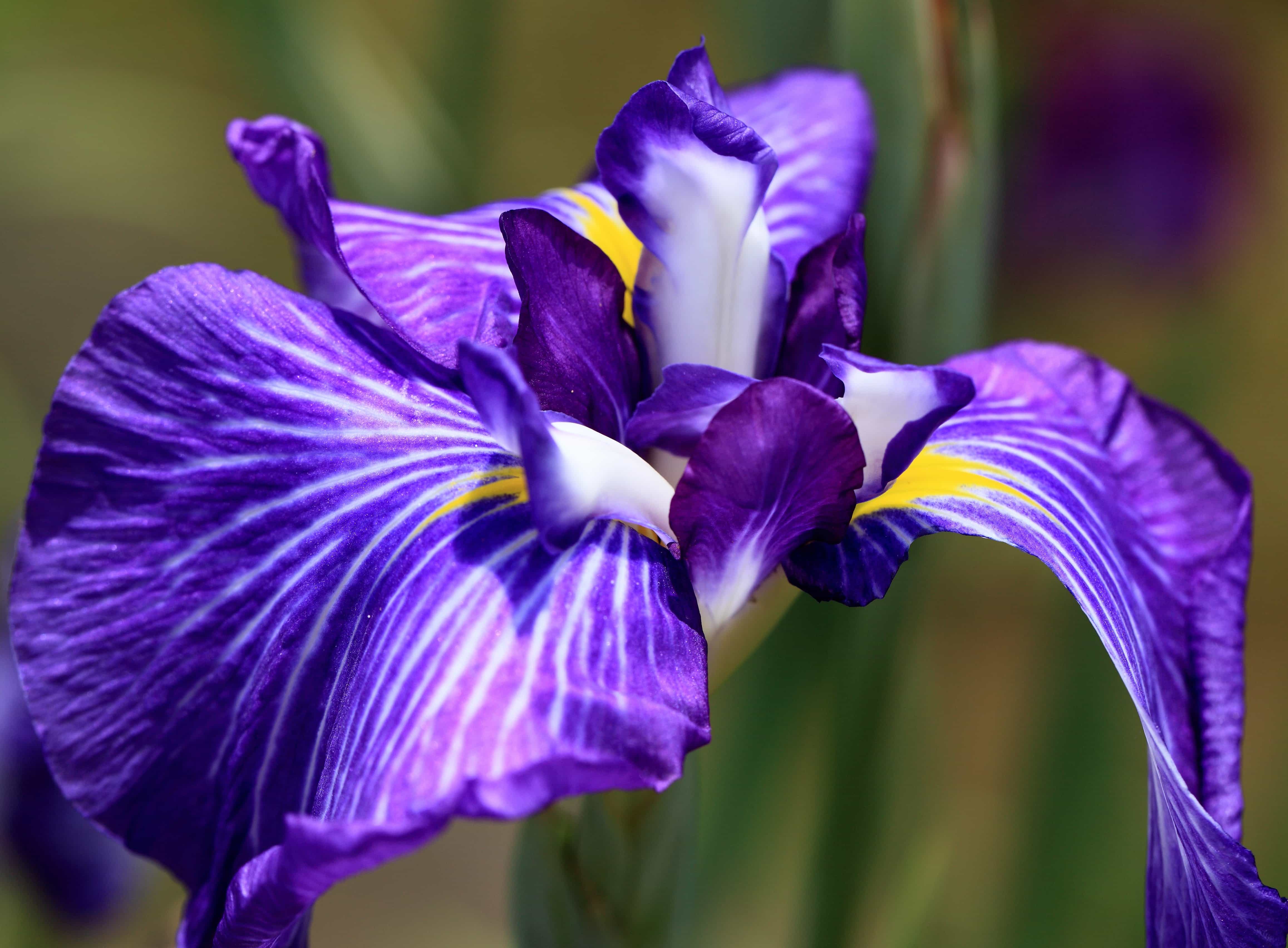 Каким цветом ирис цветок. Ирис спуриа фиолетовый. Цветок Ирис Касатик. Цветок Сибирский Ирис Касатик. Ирис фиолетовый обыкновенный.