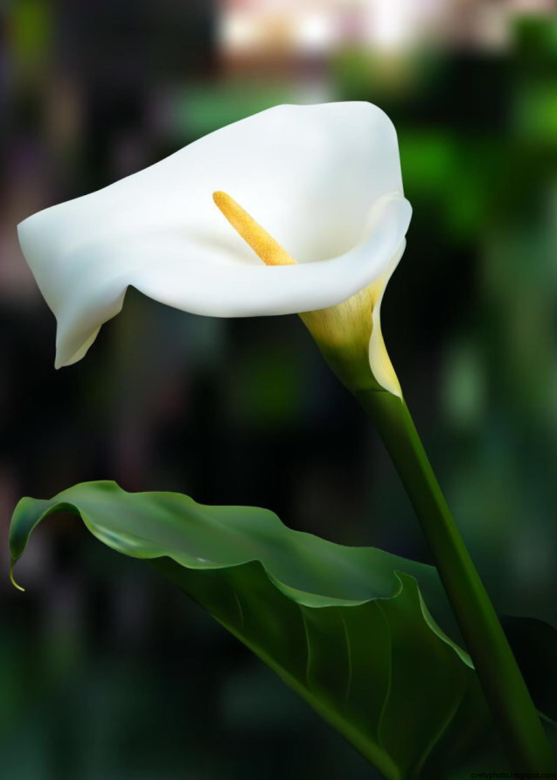 Коала цветок фото садовый