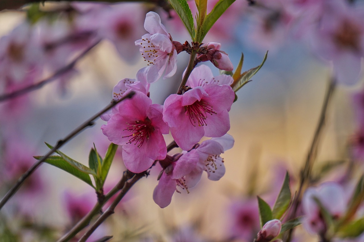 Цветы персиковые весенние