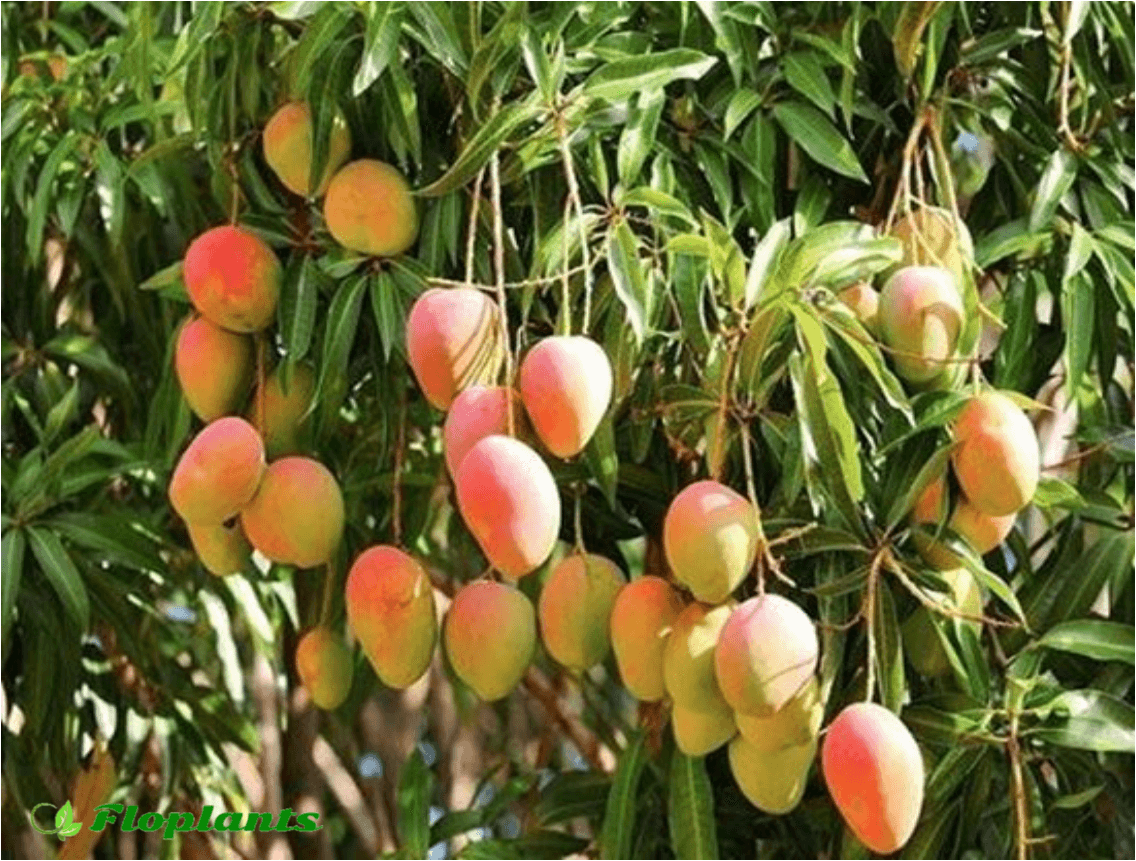 Манго дерево цветет. Дерево манго манговое дерево. Тайское манго дерево. Манго дерево цветение. Манго индийское растение.