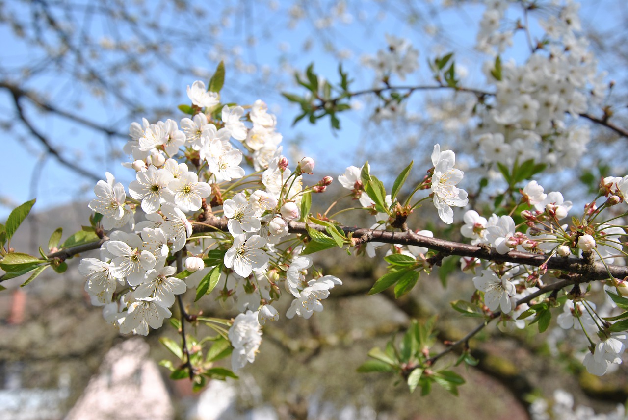 Цветение вишни Приморский край