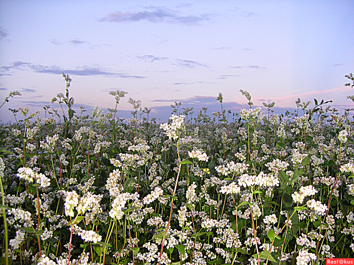 Как цветет гречиха фото на полях