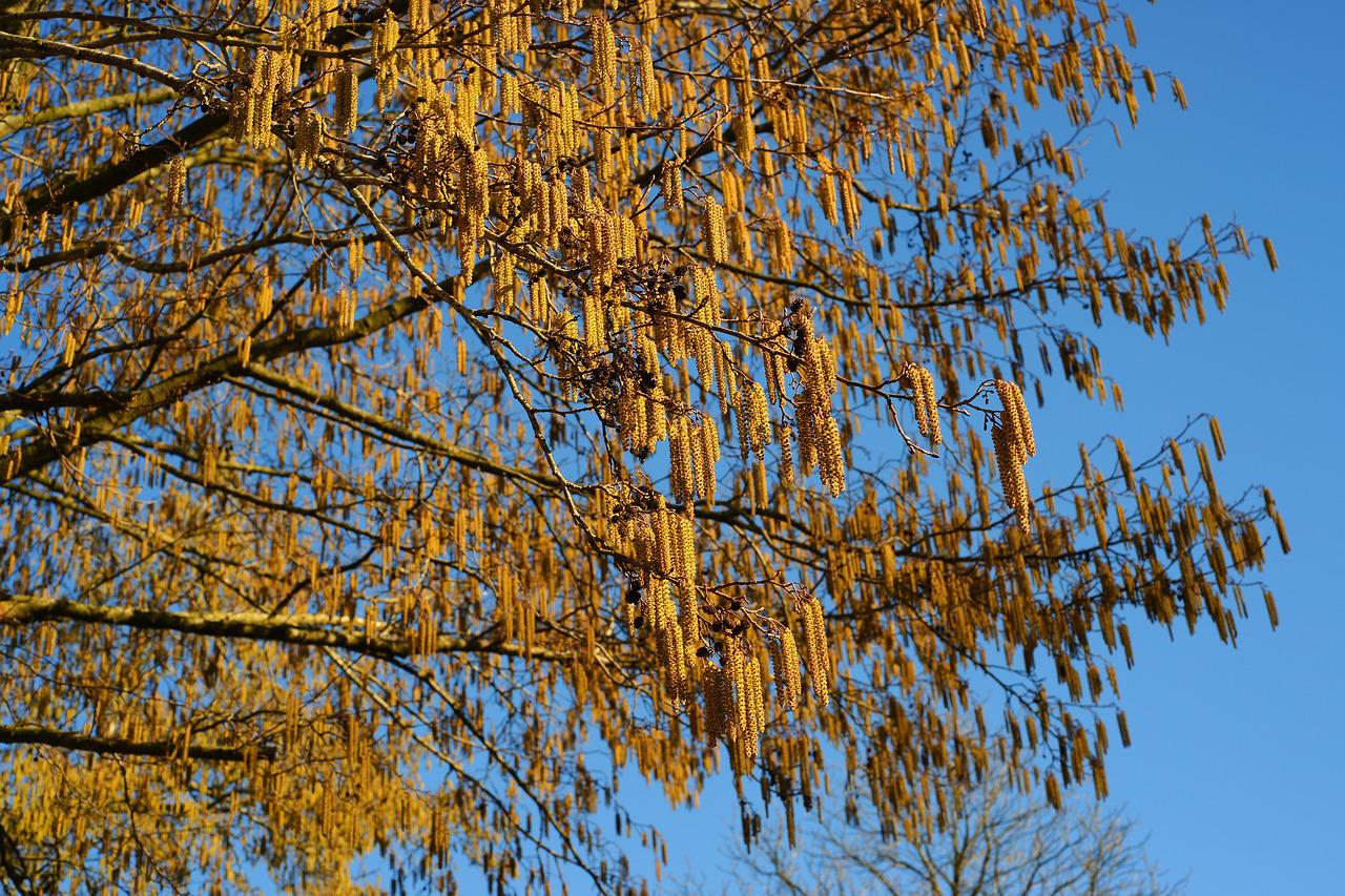 Как выглядит орешник дерево осенью фото
