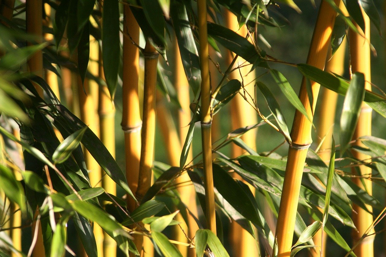 Заросли бамбука в Австралии 
