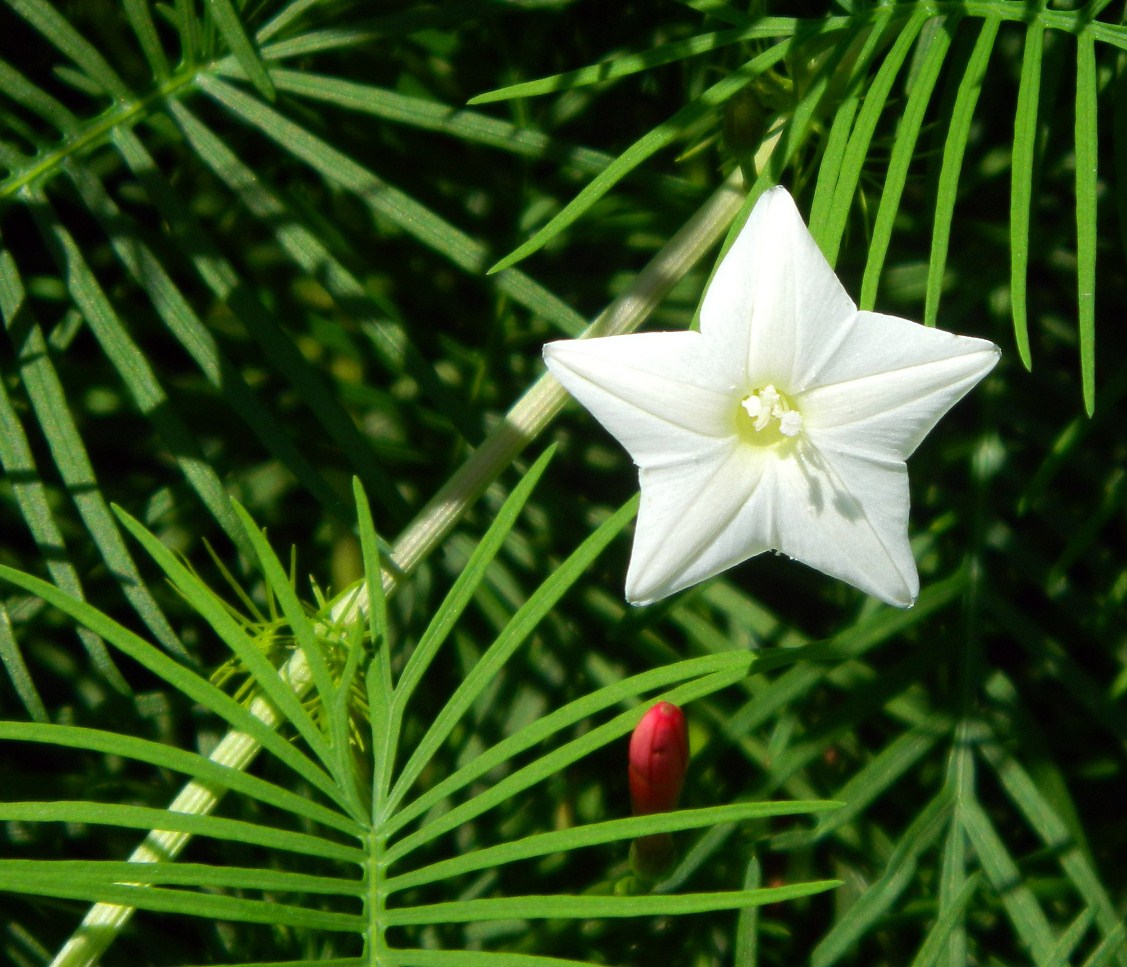 Фото цветка звезда