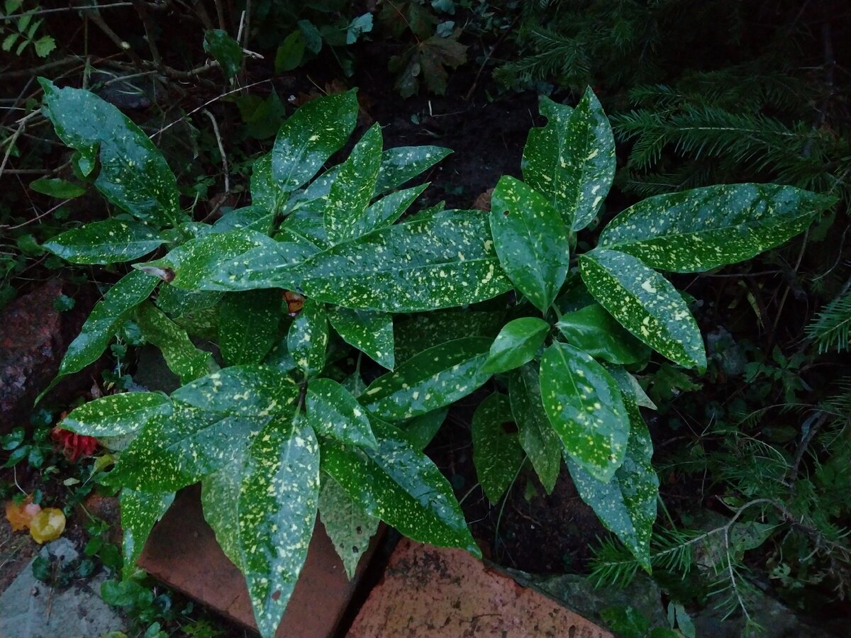 Aucuba japonica Aurea