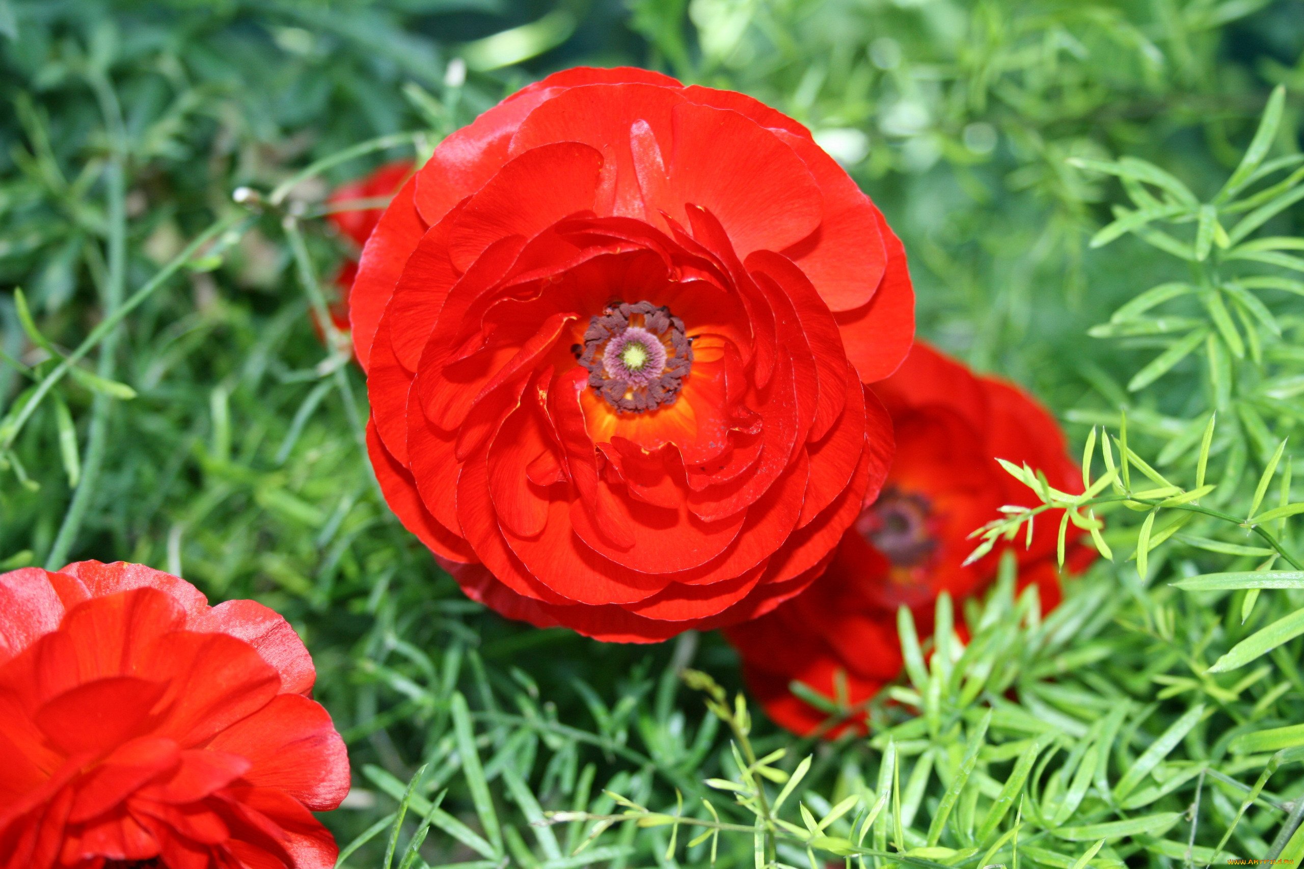 Фото лютика цветка садового